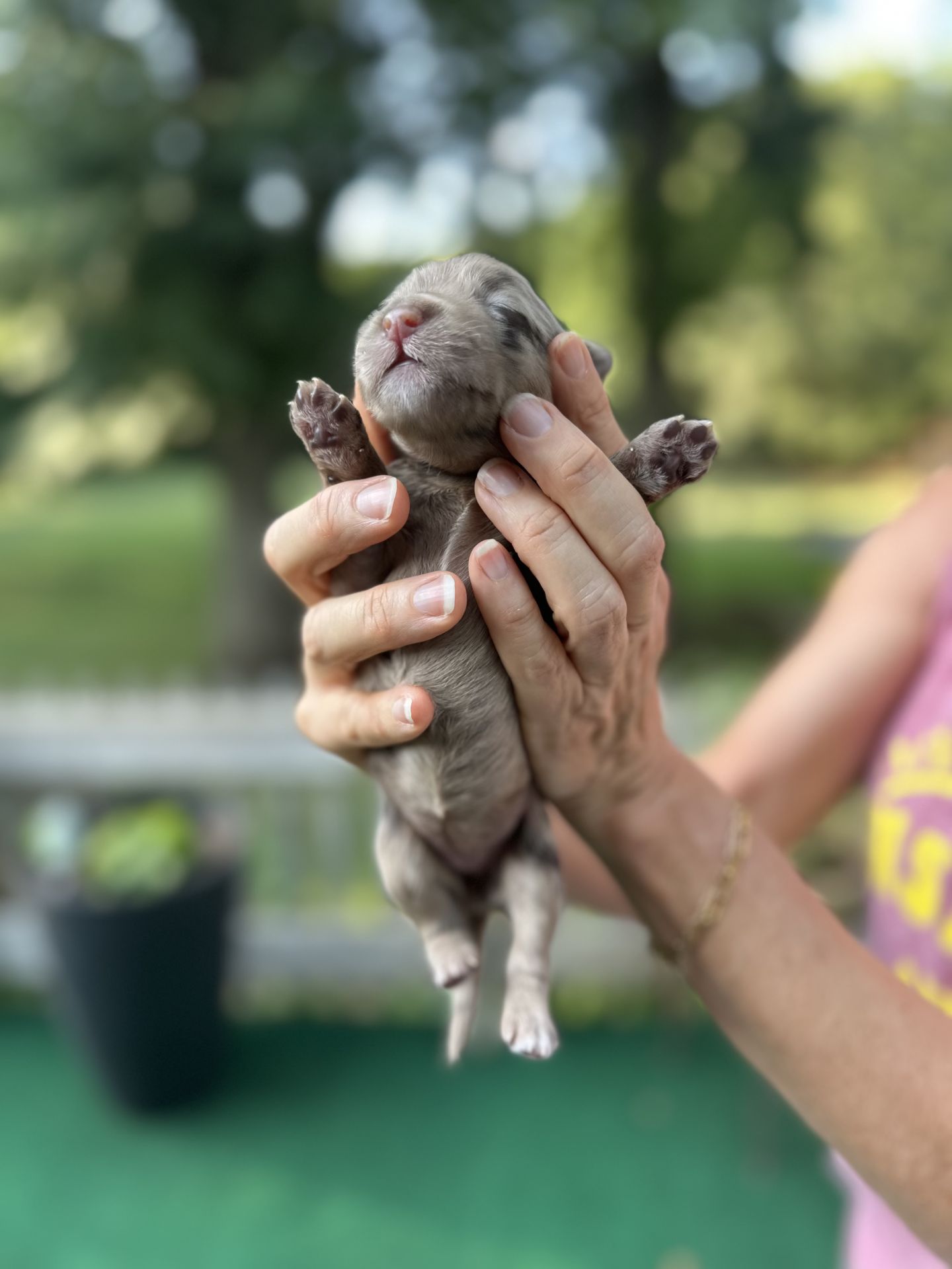 Kiley’s FEMALE mini goldendoodle LATTE