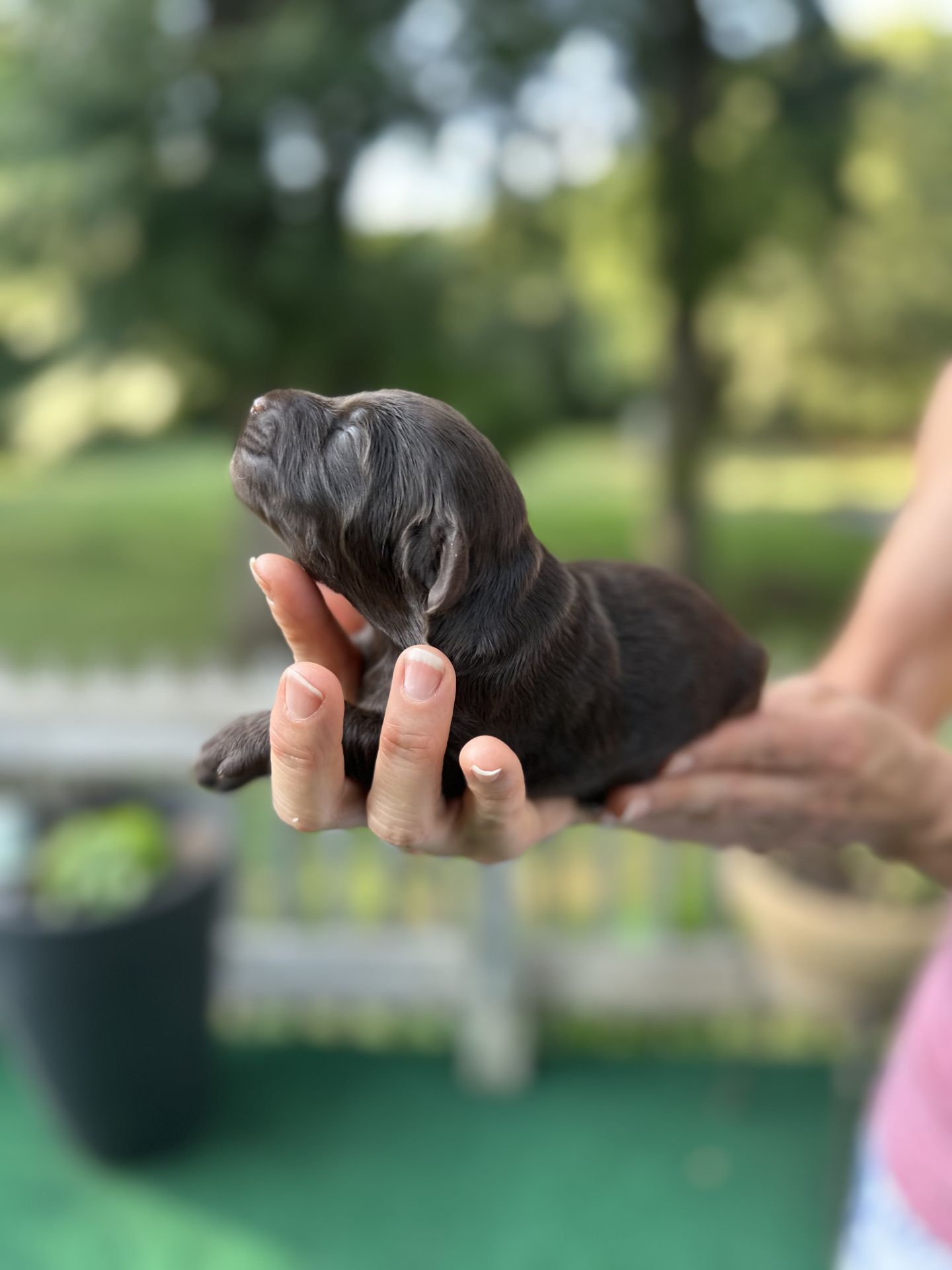 Kiley’s MALE mini goldendoodle BEAN