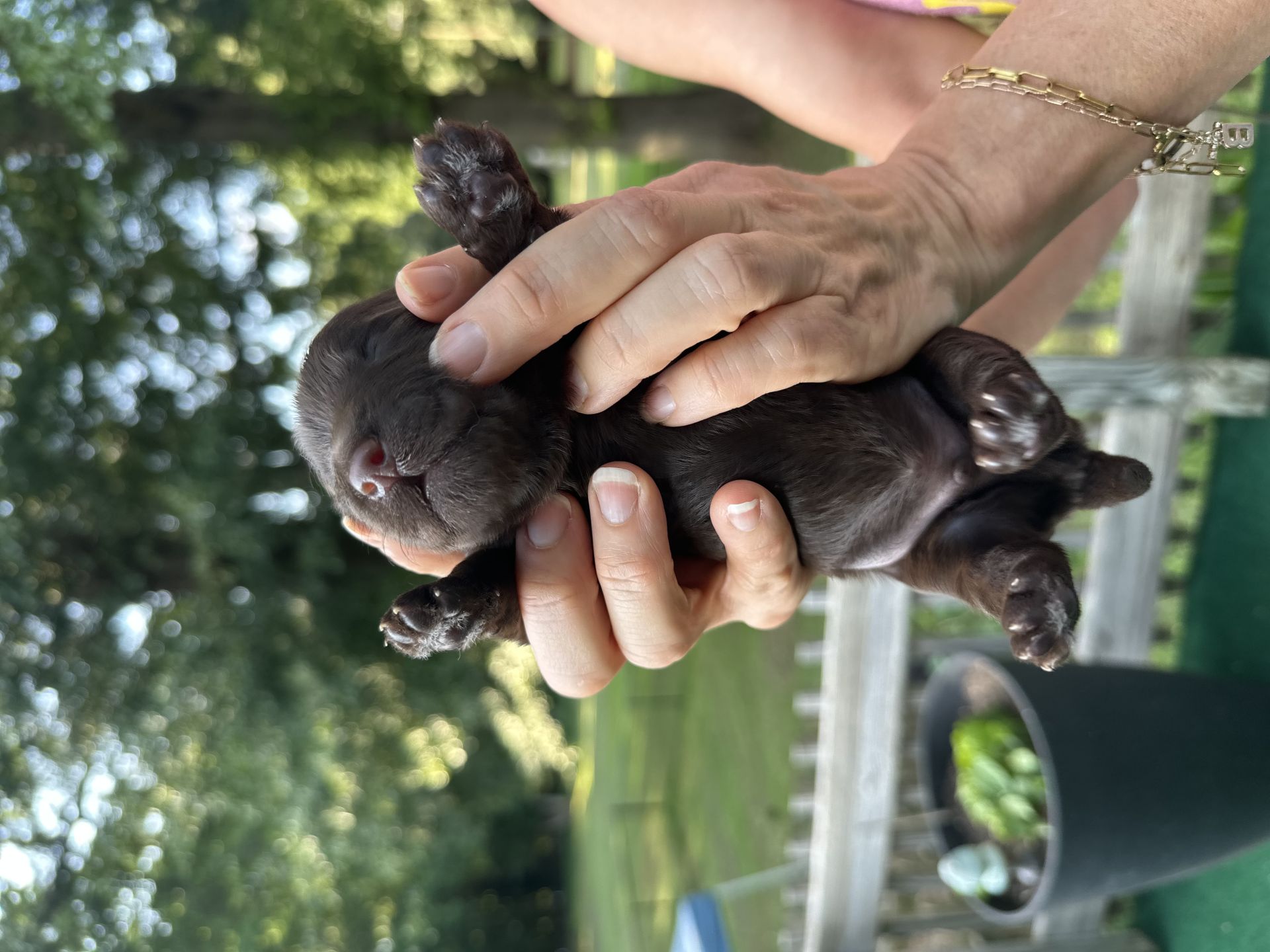 Kiley’s MALE mini goldendoodle BEAN