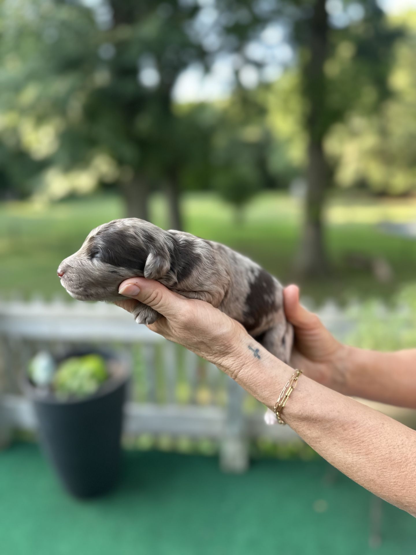 Kiley’s MALE mini goldendoodle CAPPUCCINO