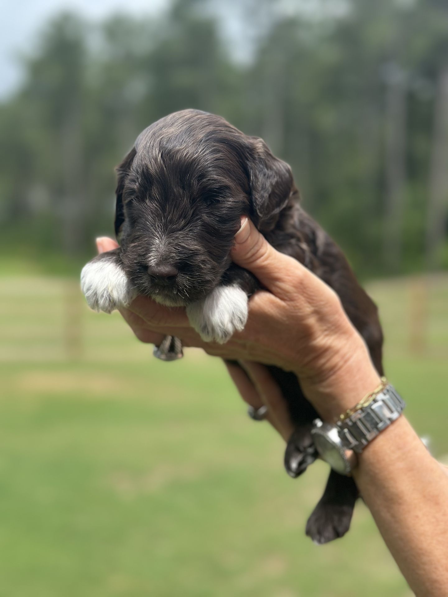 Kiley’s MALE mini goldendoodle ESPRESSO
