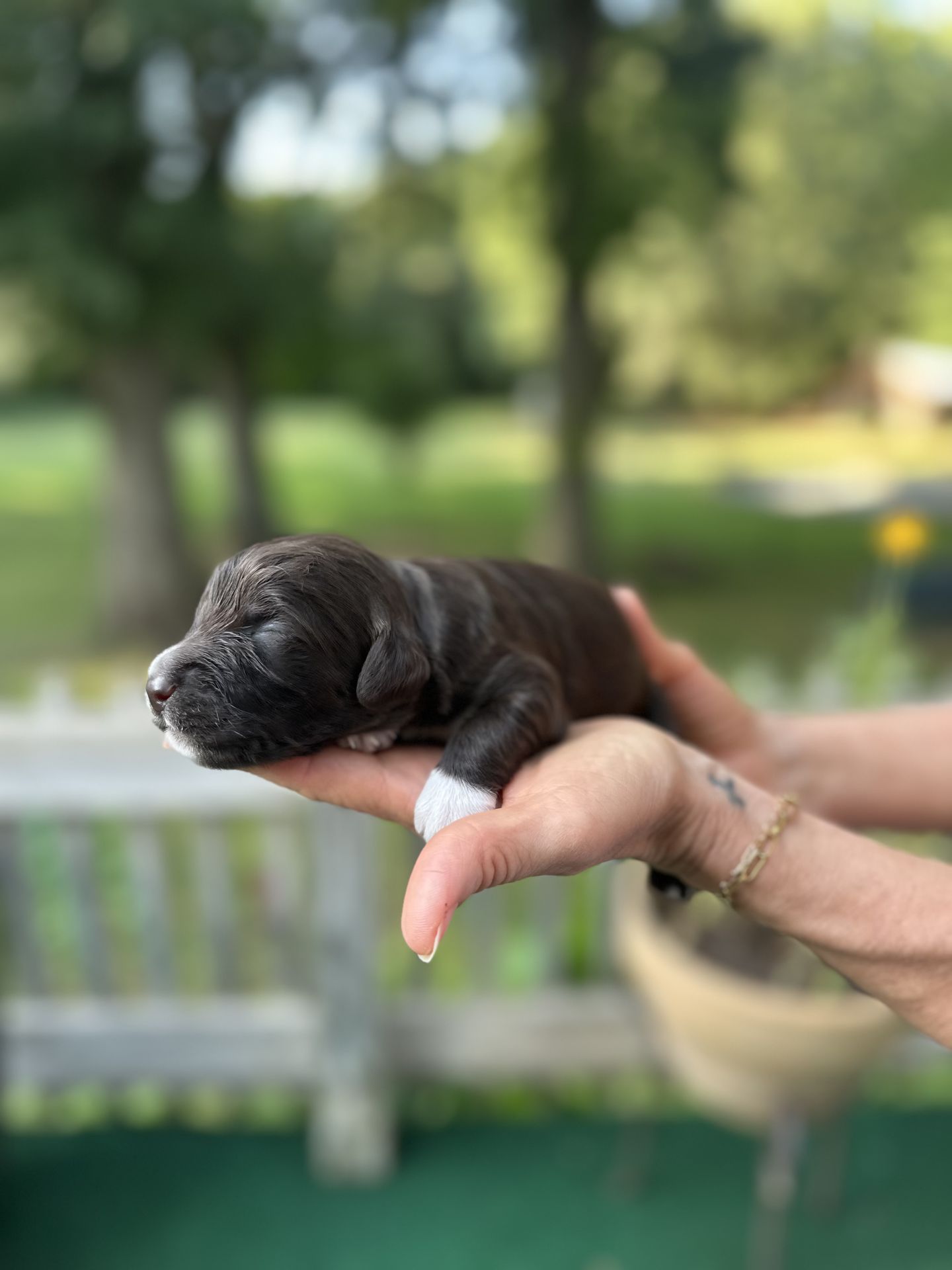 Kiley’s MALE mini goldendoodle ESPRESSO photo