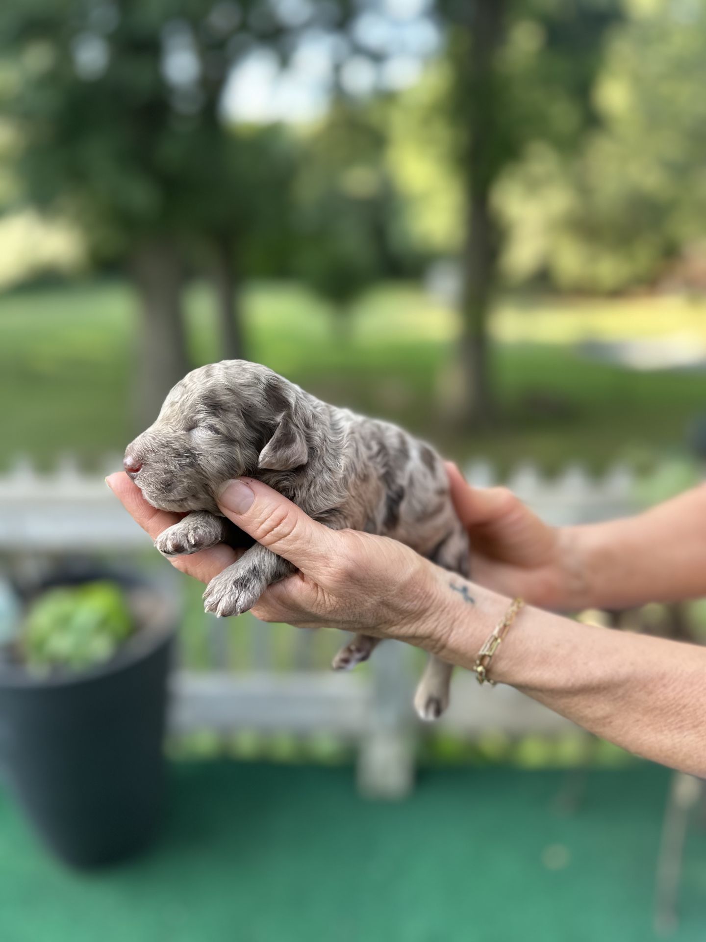 Kiley’s MALE mini goldendoodle MACCHIATO