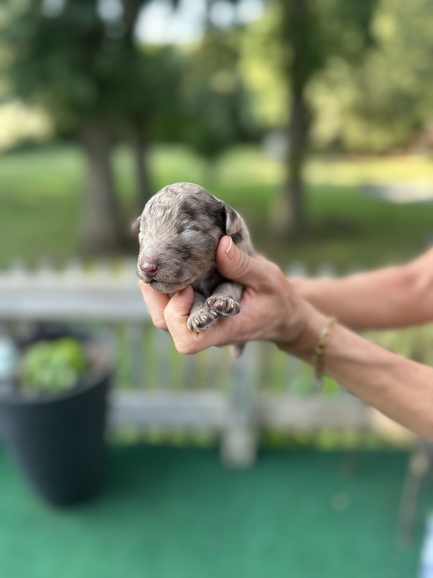 Kiley’s MALE mini goldendoodle MACCHIATO
