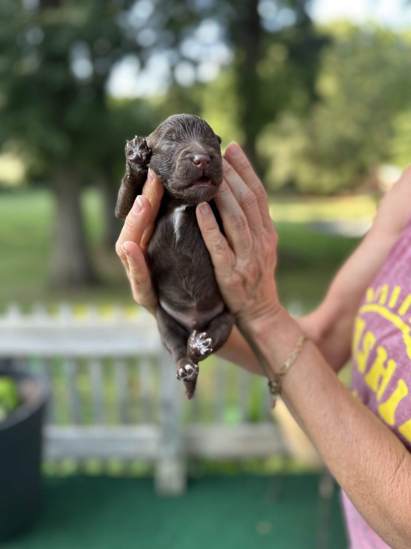 Kiley’s MALE mini goldendoodle MOCHA