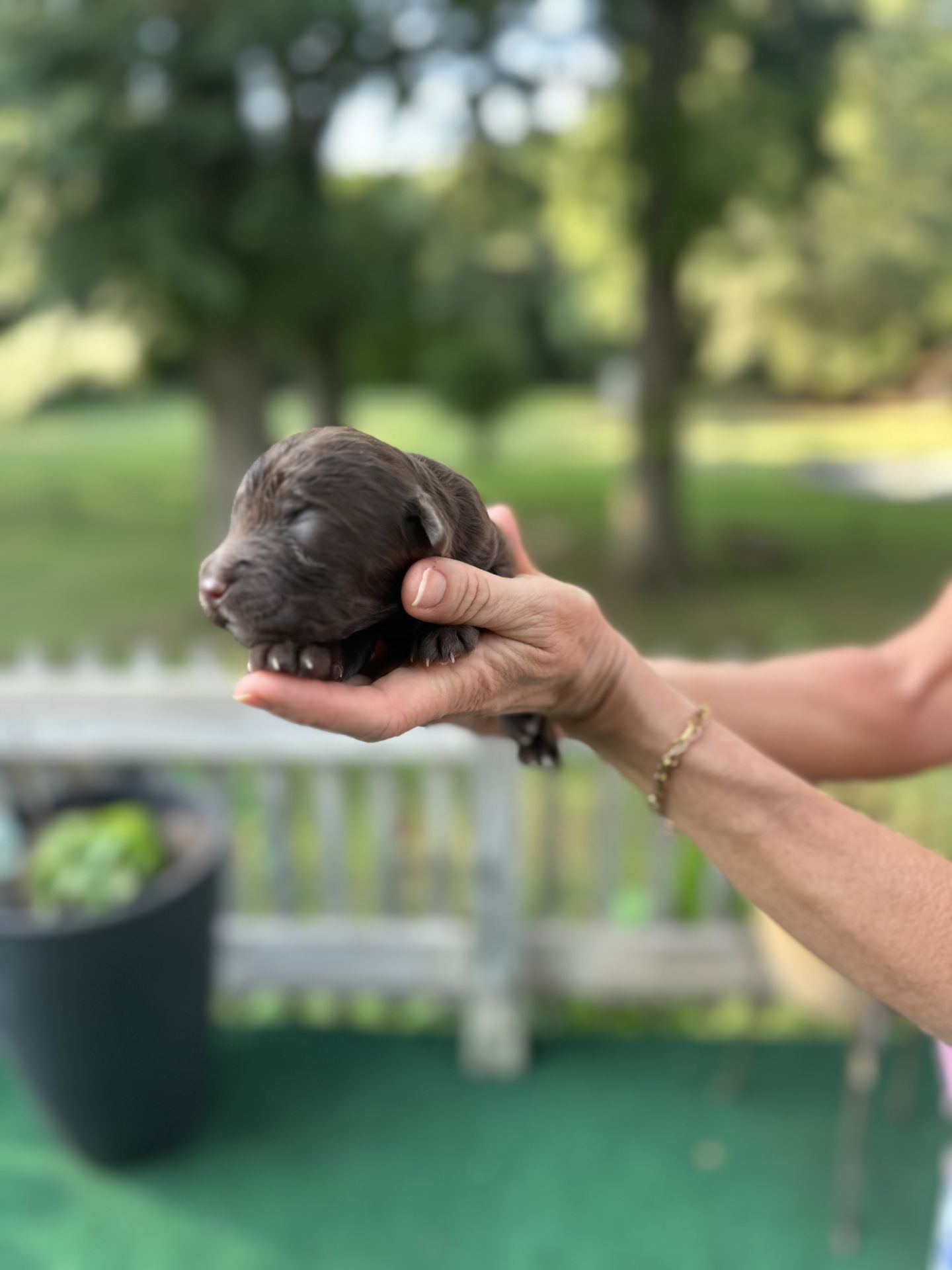 Kiley’s MALE mini goldendoodle MOCHA