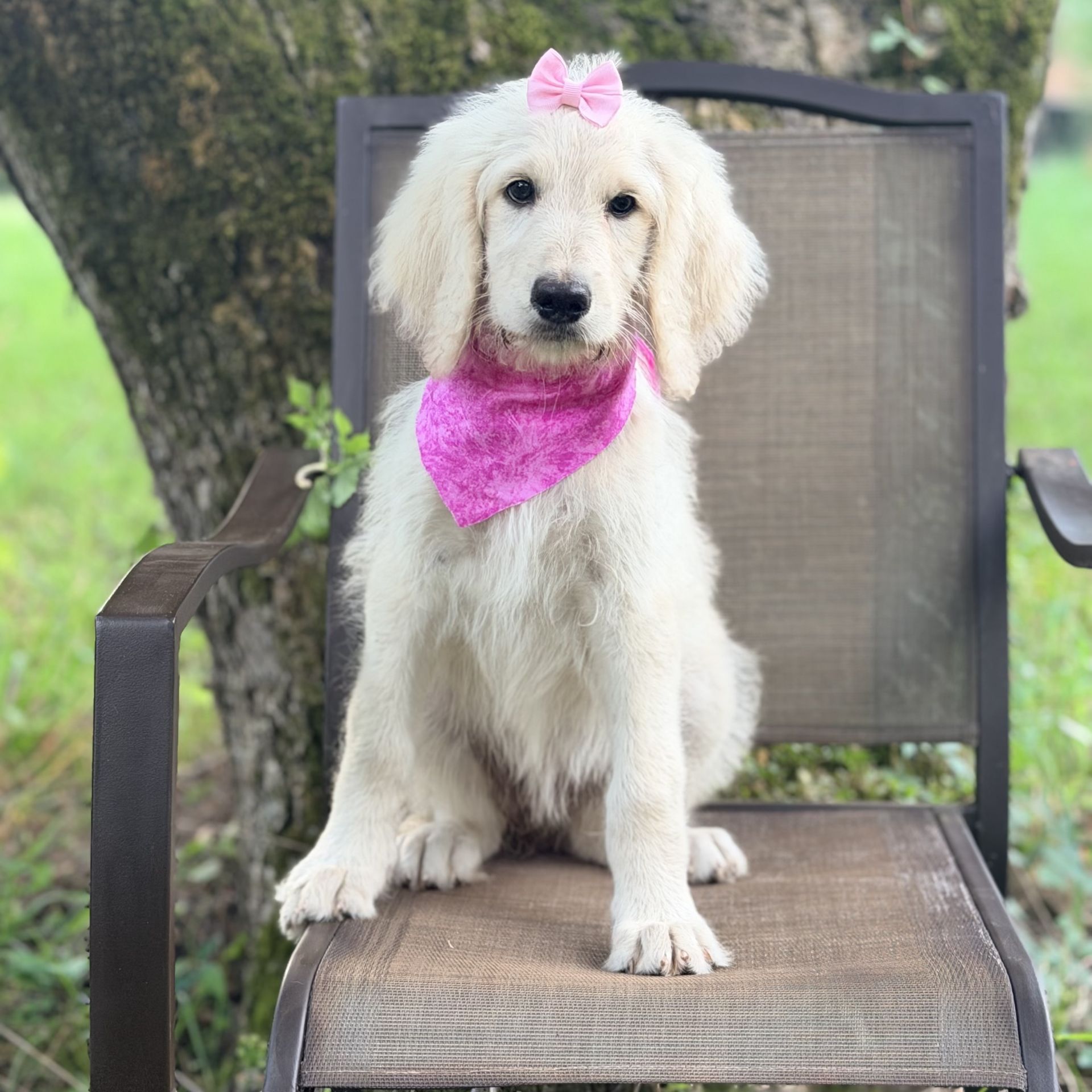 Medium F1B Goldendoodle FEMALE pink
