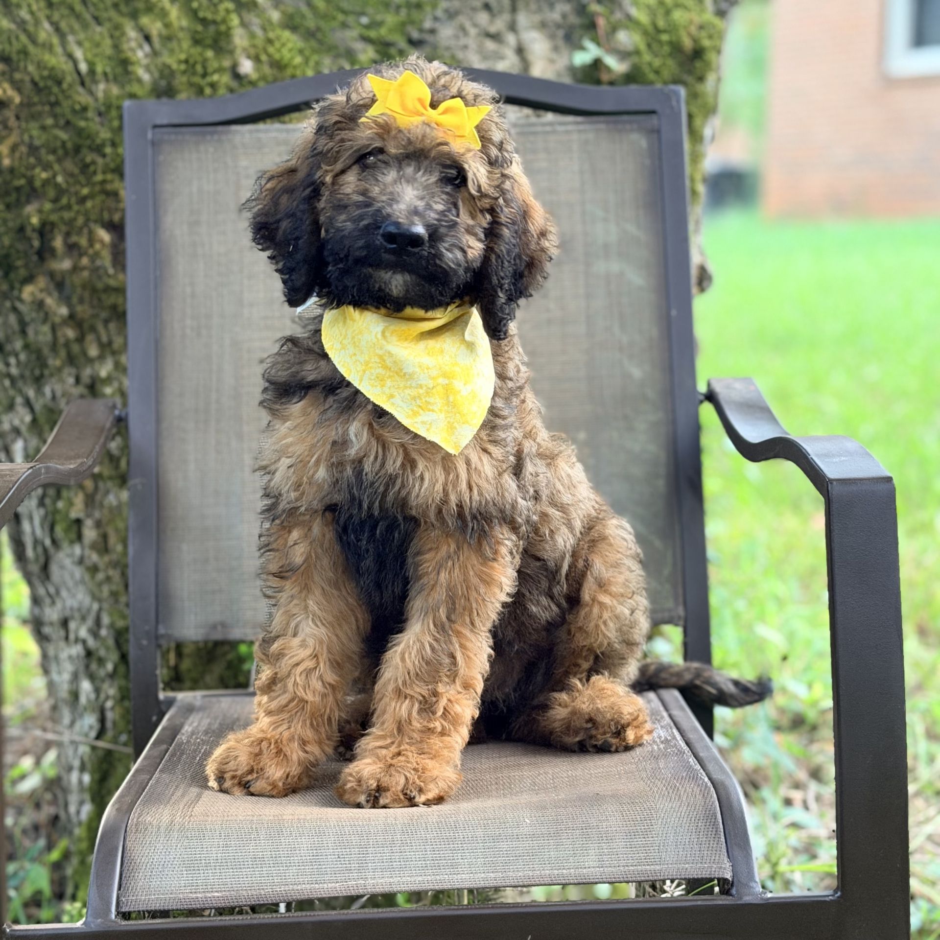 Medium F1B Goldendoodle FEMALE yellow