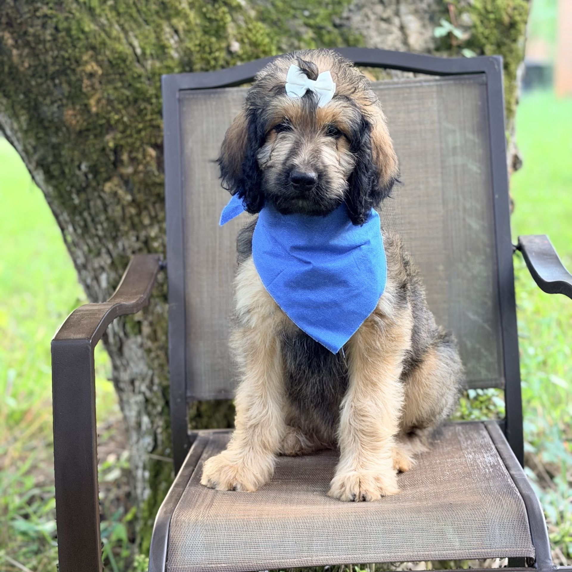 Medium F1B Goldendoodle FEMALE Blue