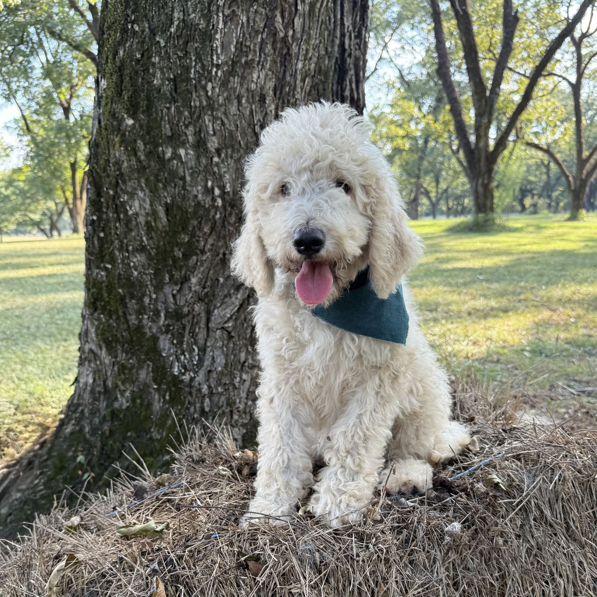 Medium F1B Goldendoodle MALE blue