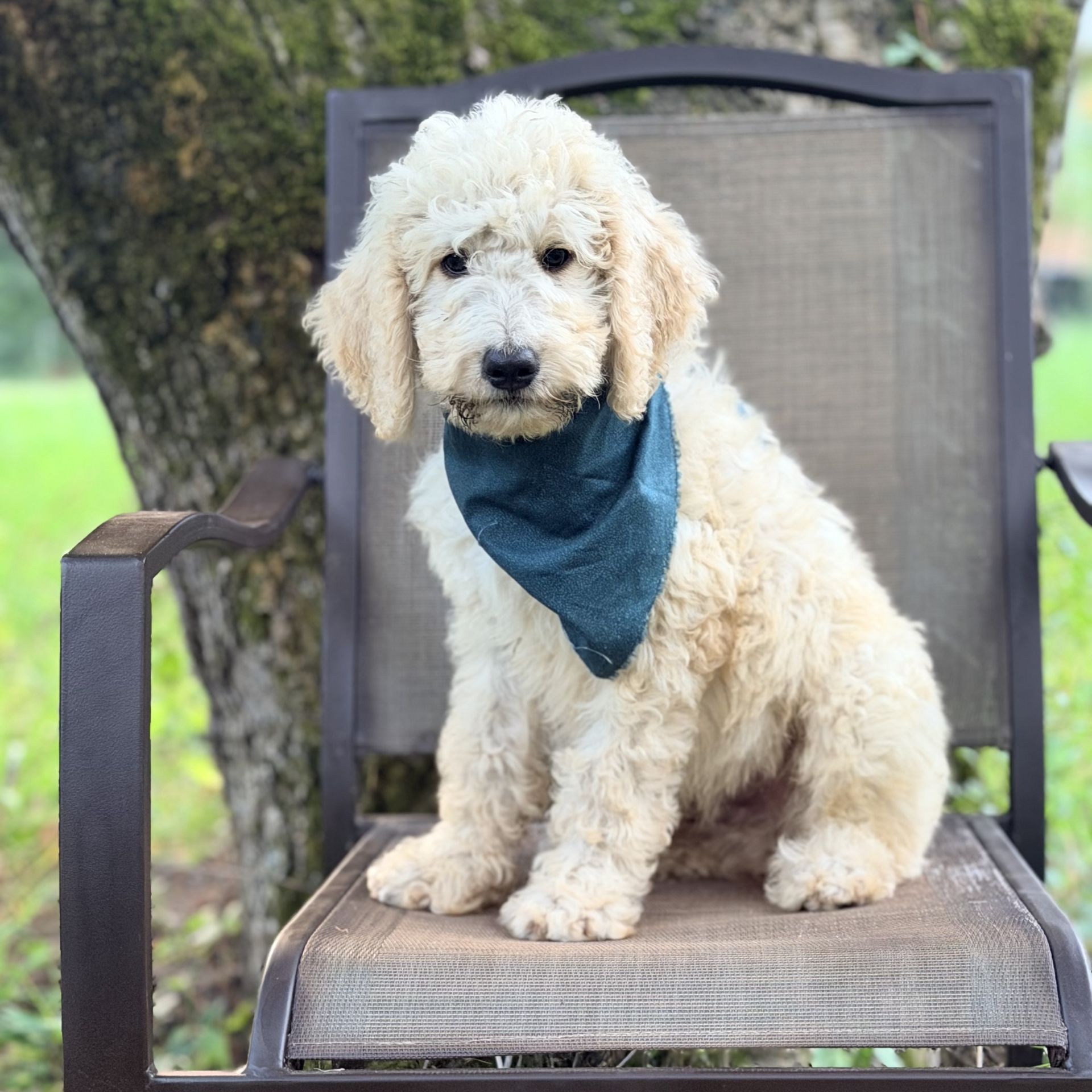 Medium F1B Goldendoodle MALE blue