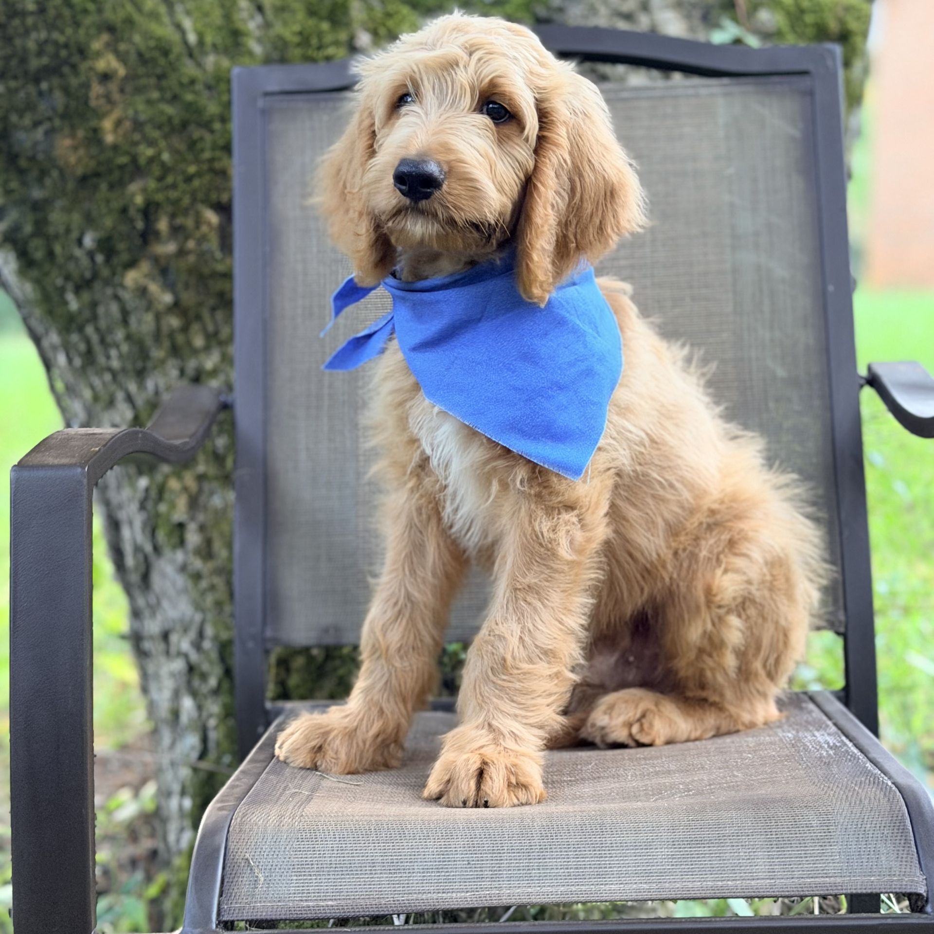 Medium F1B Goldendoodle MALE dark blue