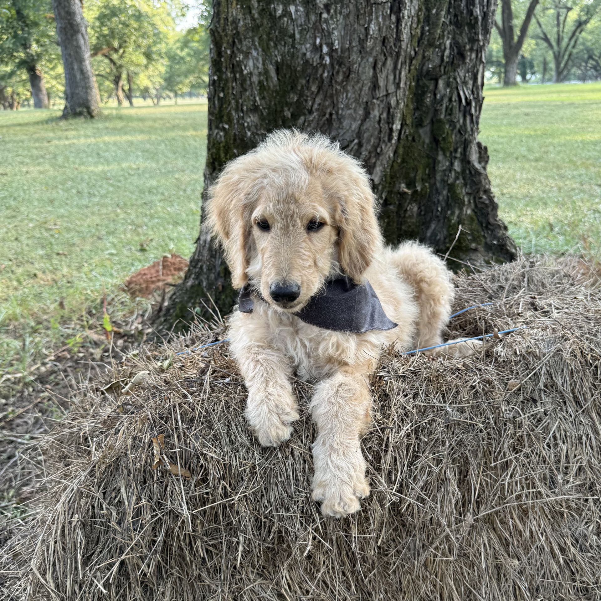Medium F1B Goldendoodle MALE  grey