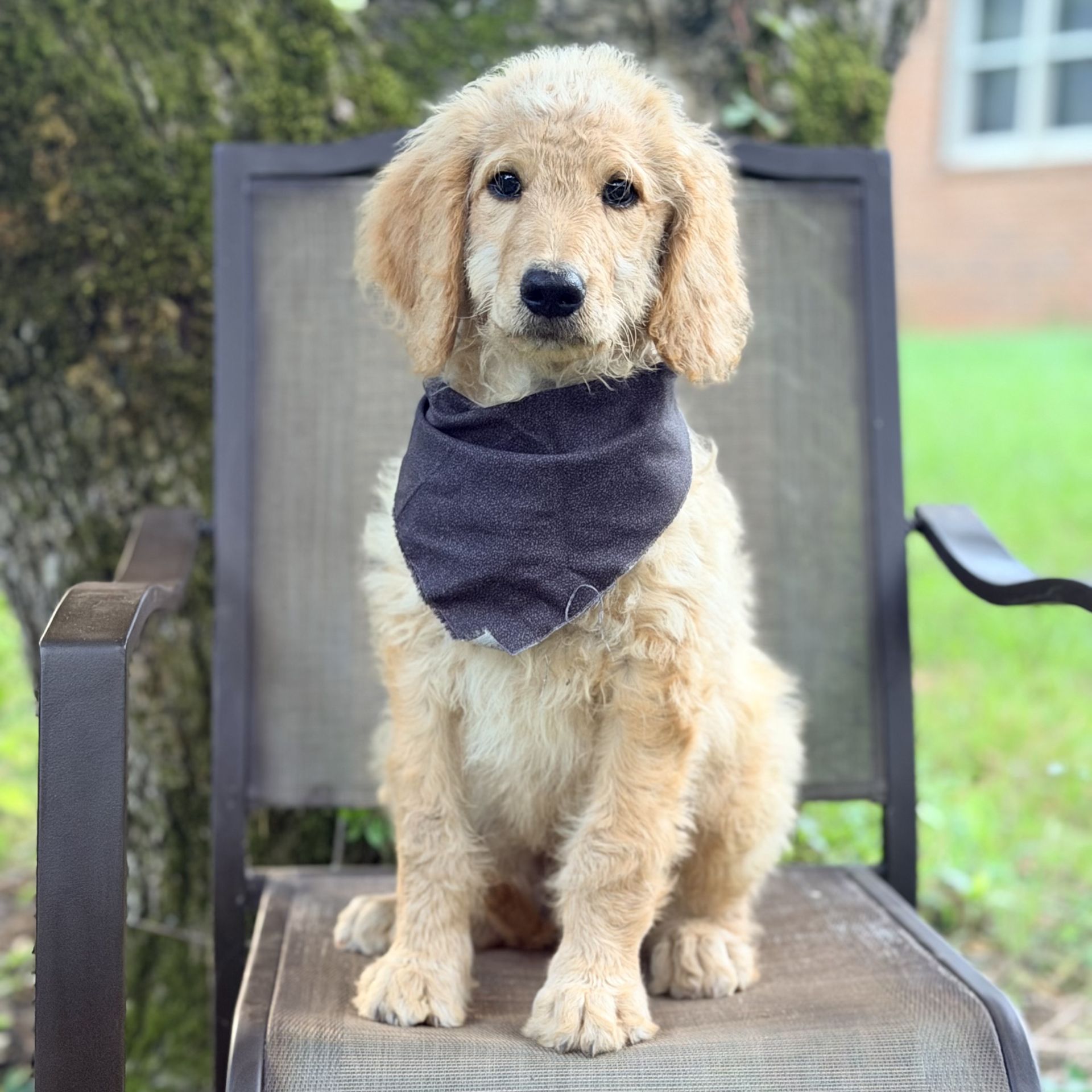 Medium F1B Goldendoodle MALE  grey