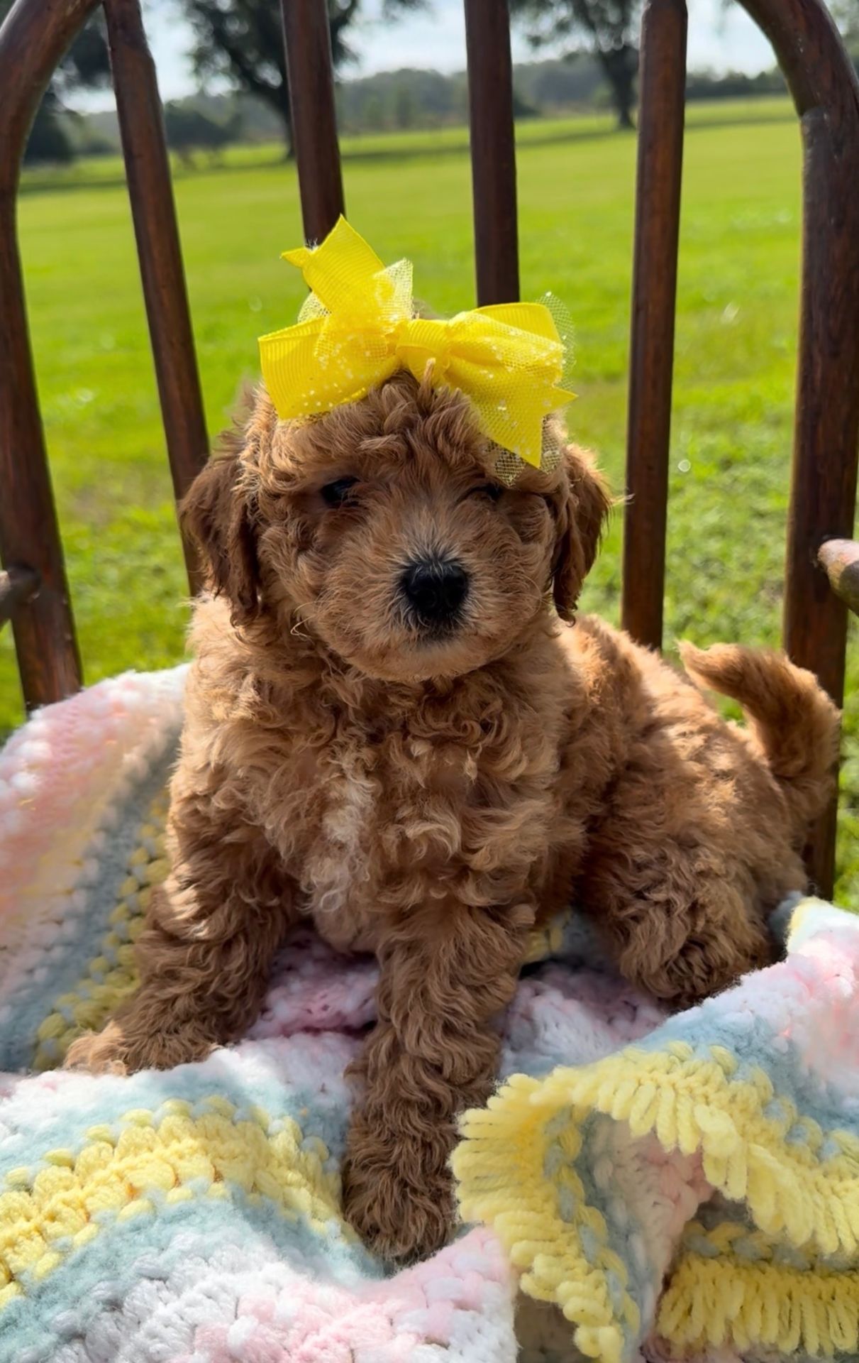 Micro goldendoodle female yellow bow