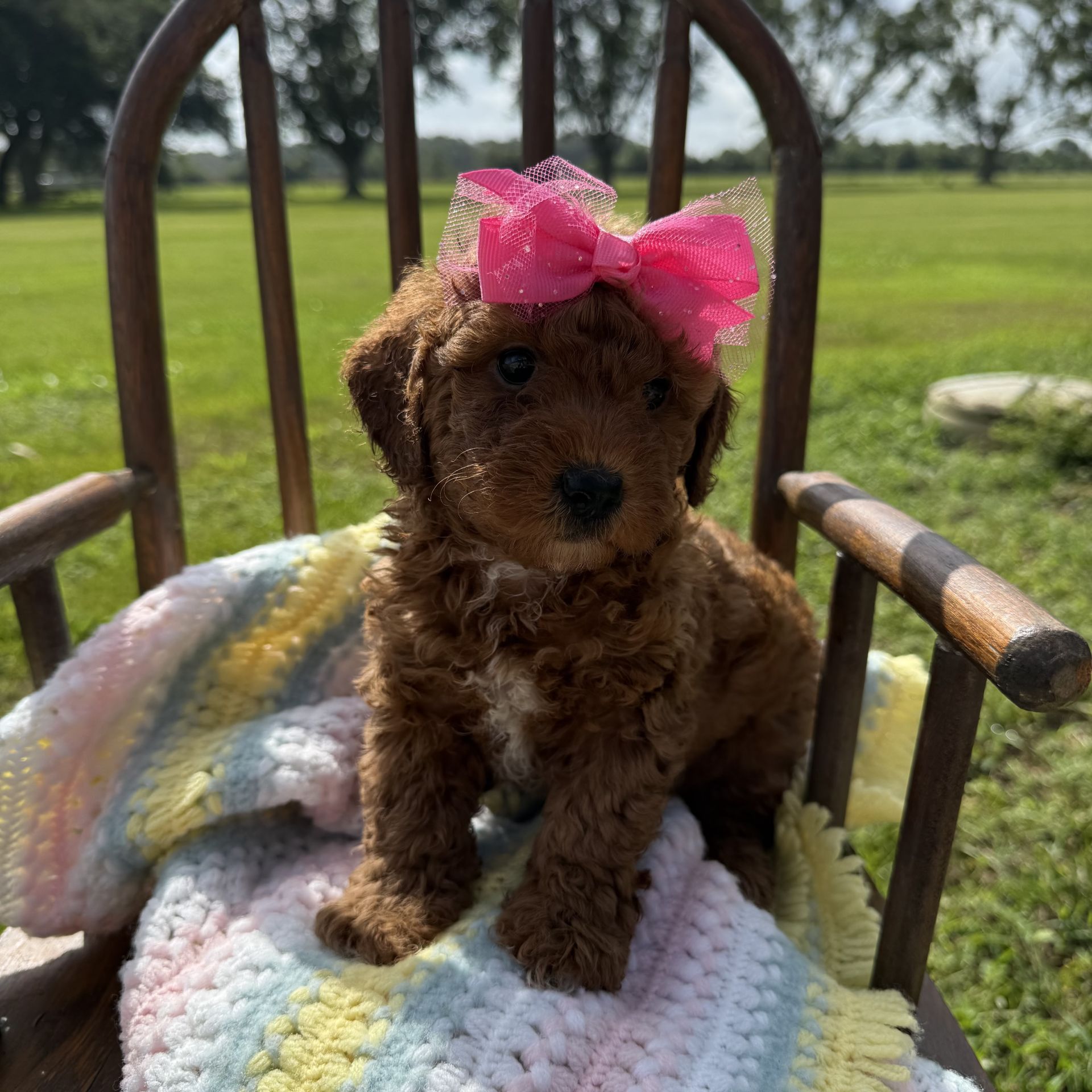 Micro goldendoodle female pink bow