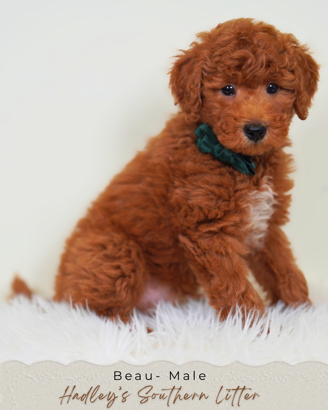 Mini goldendoodle Beau - male