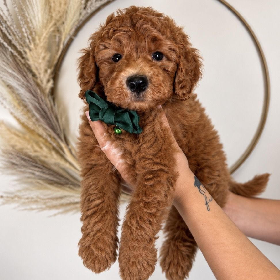 Mini goldendoodle Beau - male