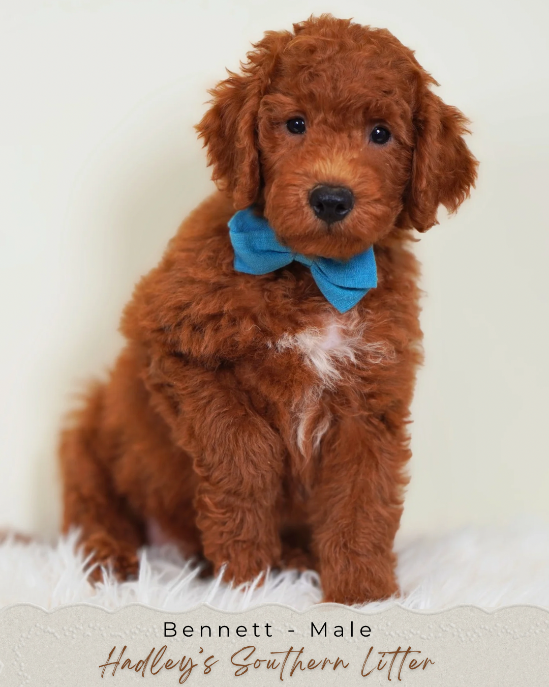 Mini Goldendoodle Bennett - male