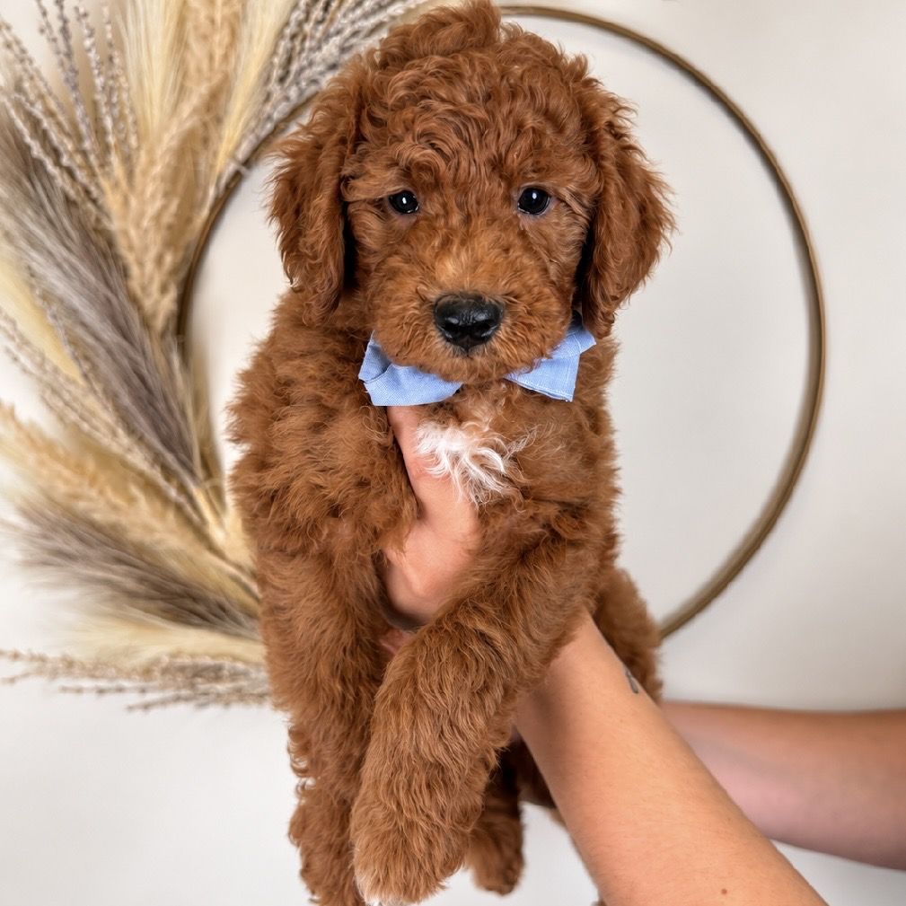 Mini goldendoodle Bennett - male