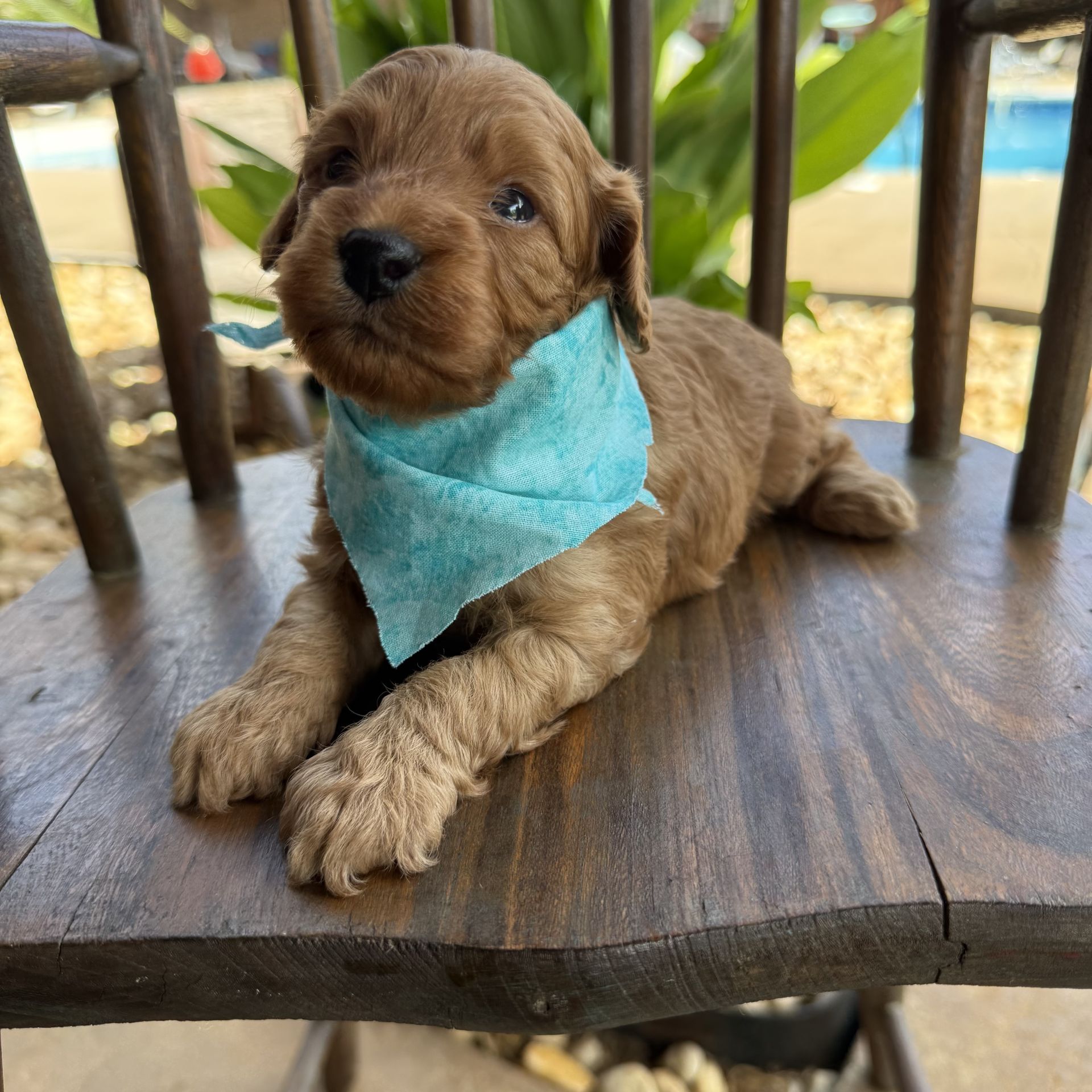 Mini goldendoodle male BLUE