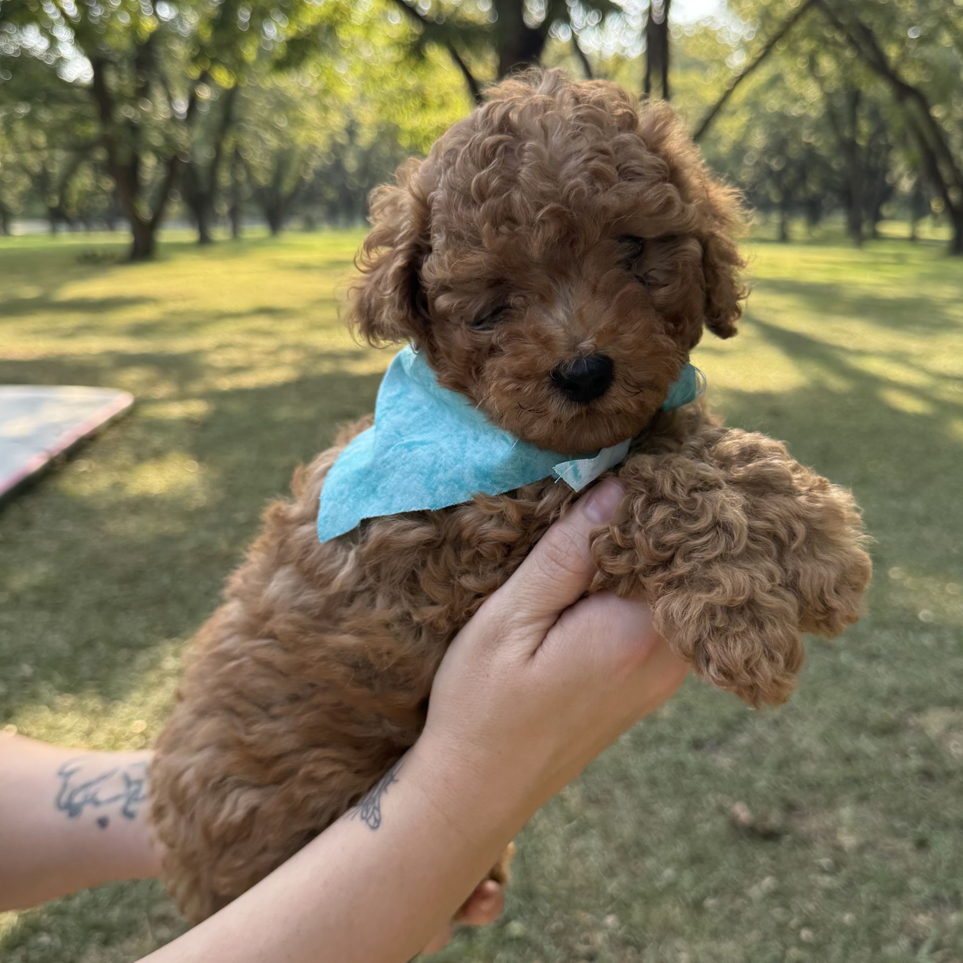 Mini goldendoodle male BLUE