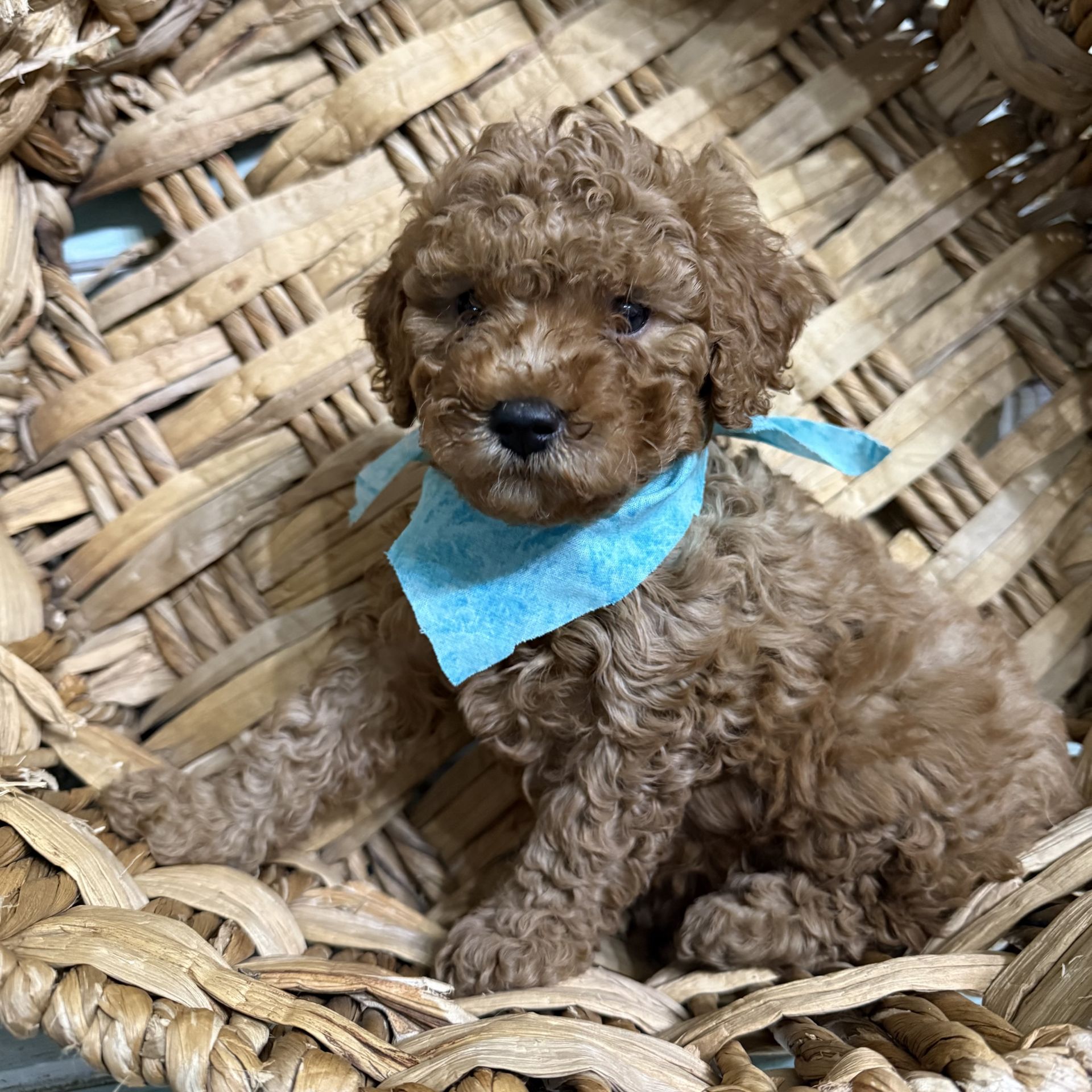 Mini goldendoodle male BLUE