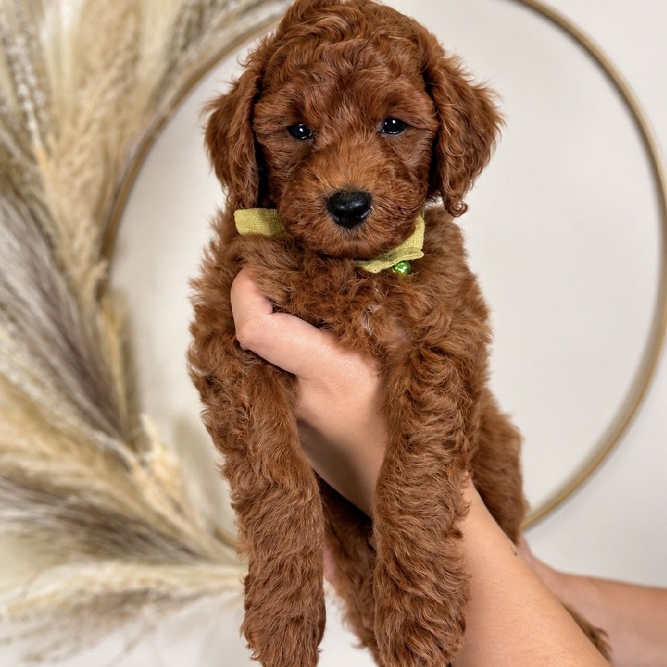 Mini goldendoodle Huck- male