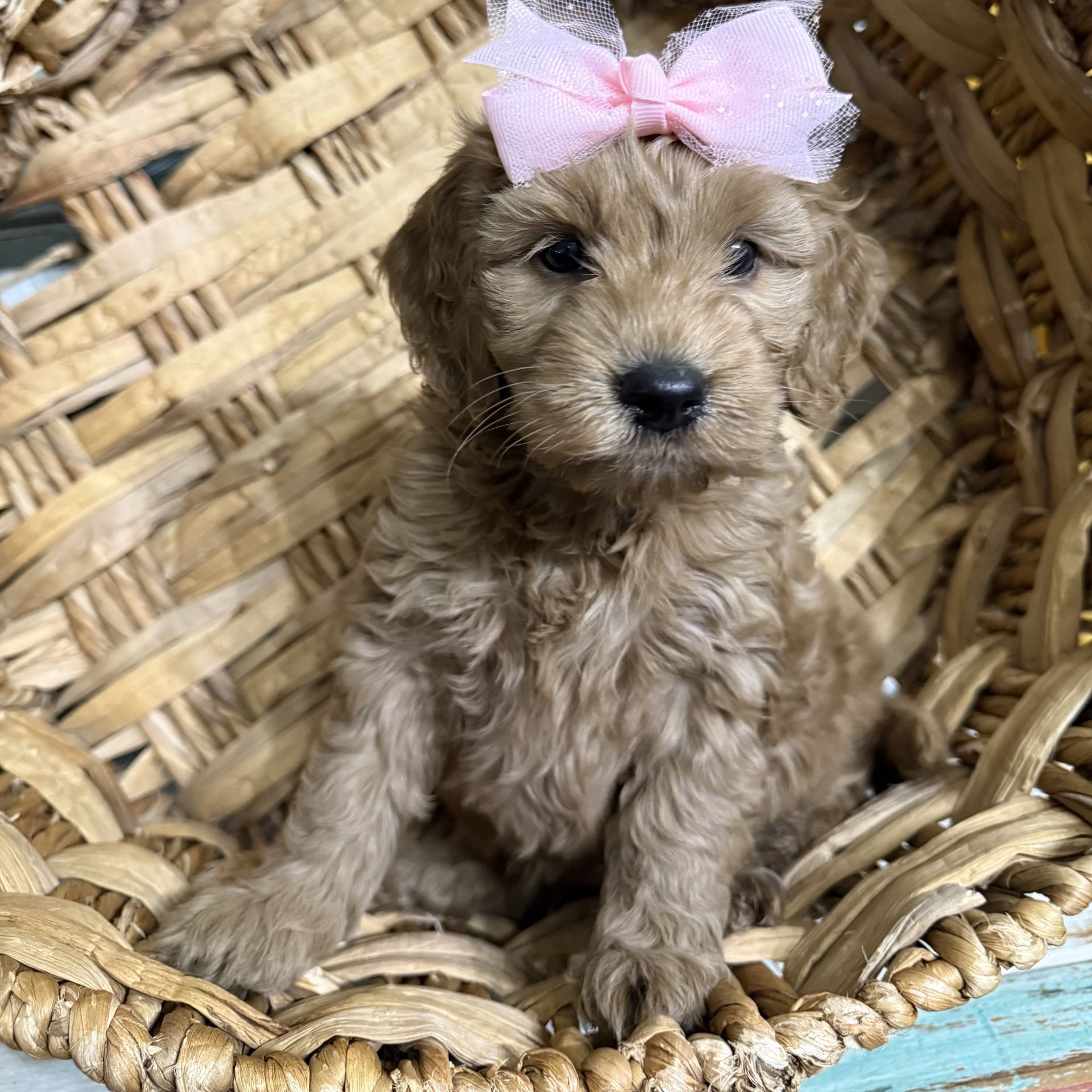 Mini goldendoodle female LIGHT PINK