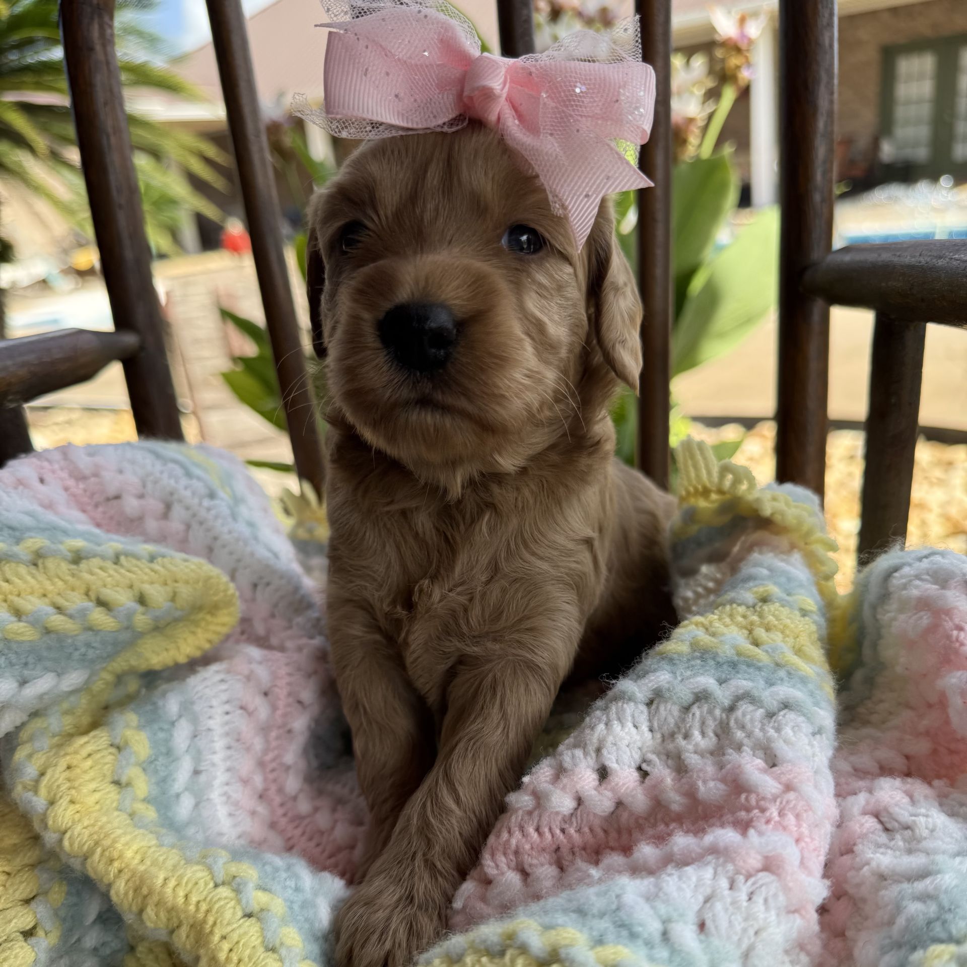 Mini goldendoodle LIGHT PINK