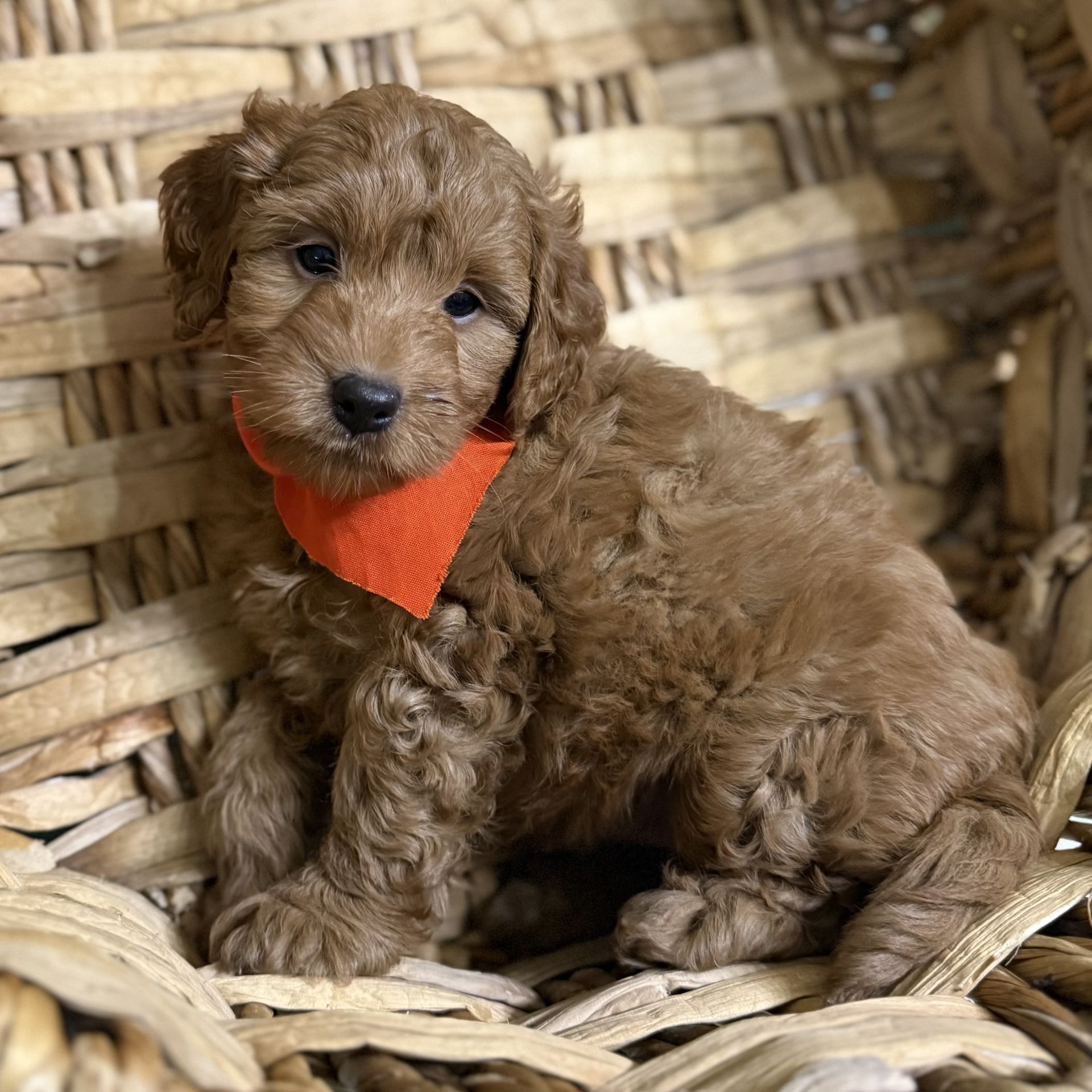 Mini goldendoodle male ORANGE