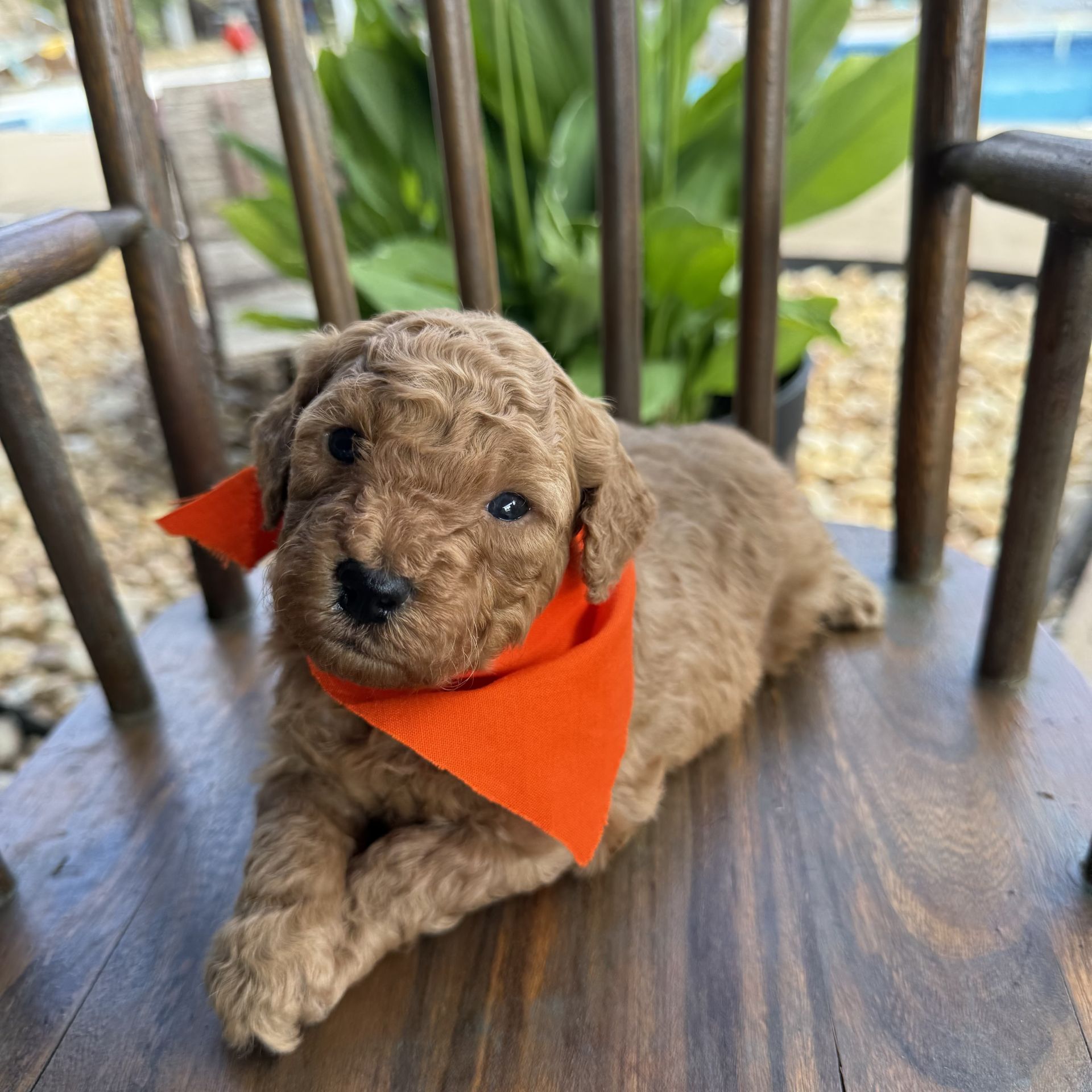 Mini goldendoodle ORANGE