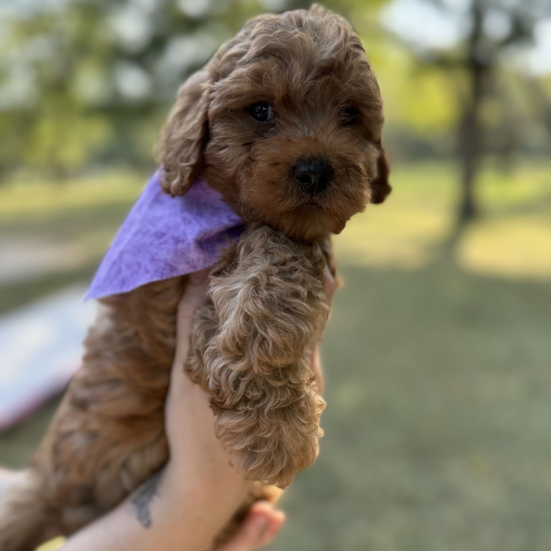 Mini goldendoodle male PURPLE