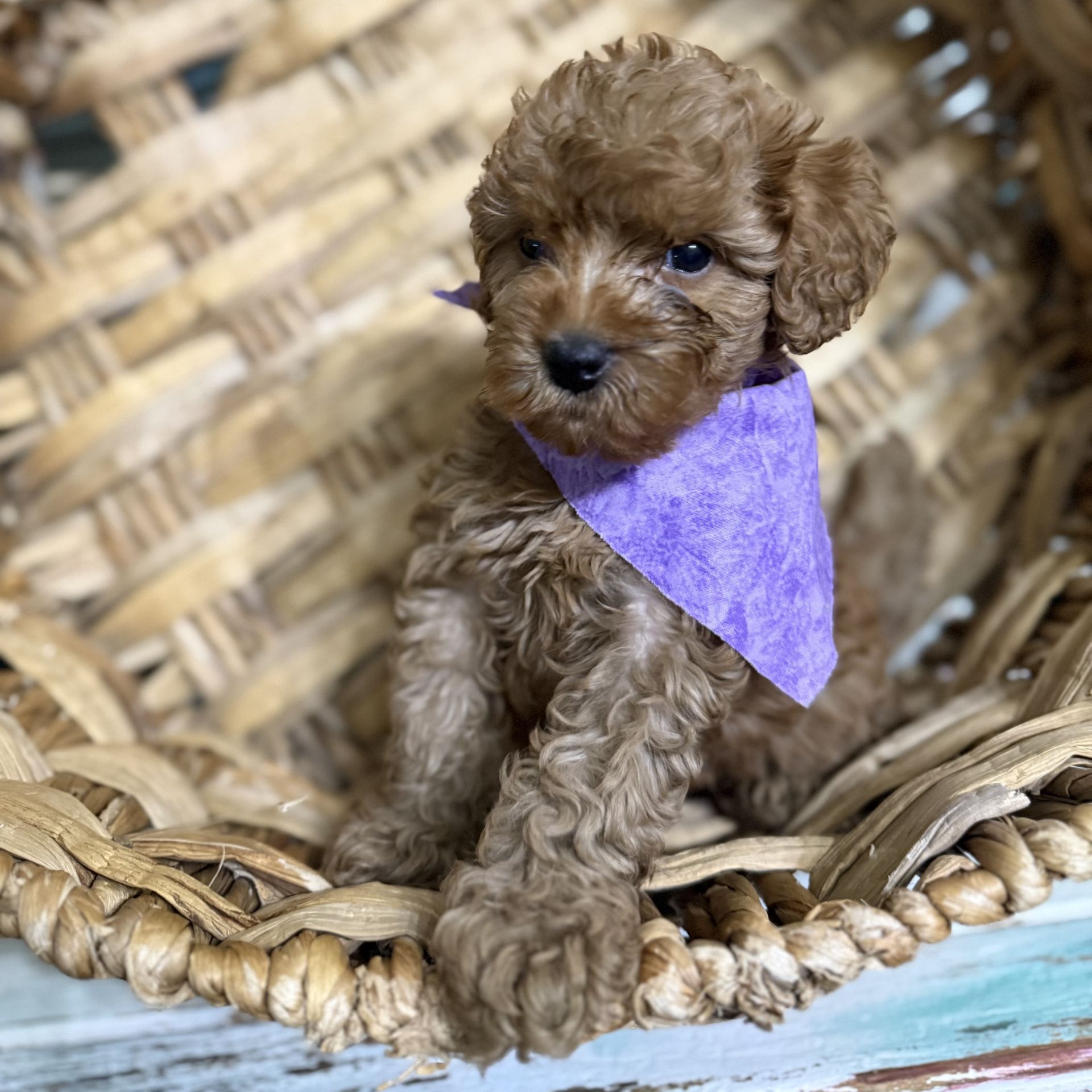 Mini goldendoodle male PURPLE
