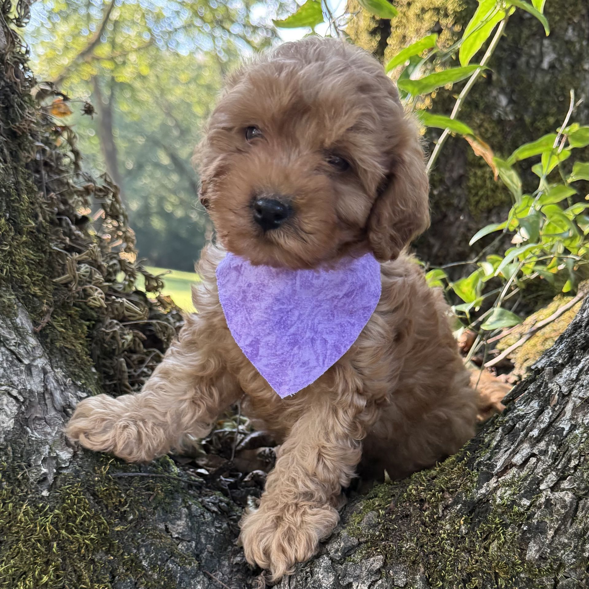 Mini goldendoodle male PURPLE