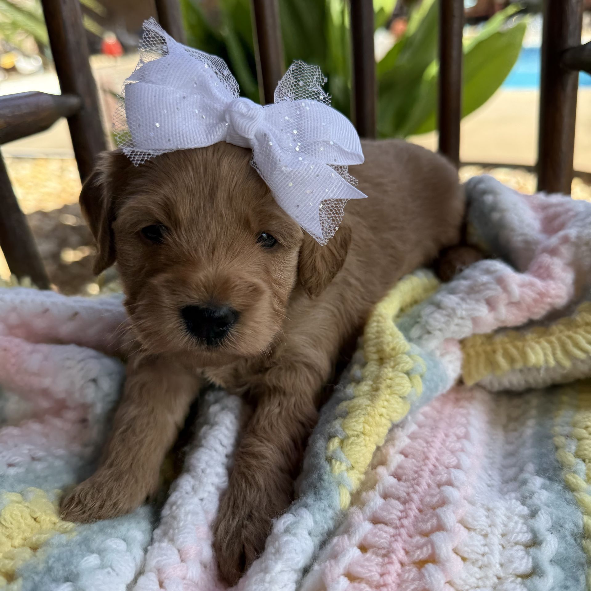 Mini goldendoodle female WHITE