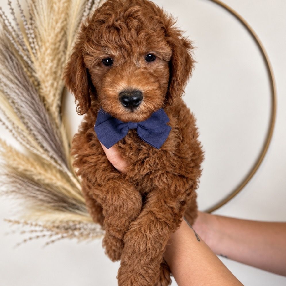 Mini goldendoodle Winston - male