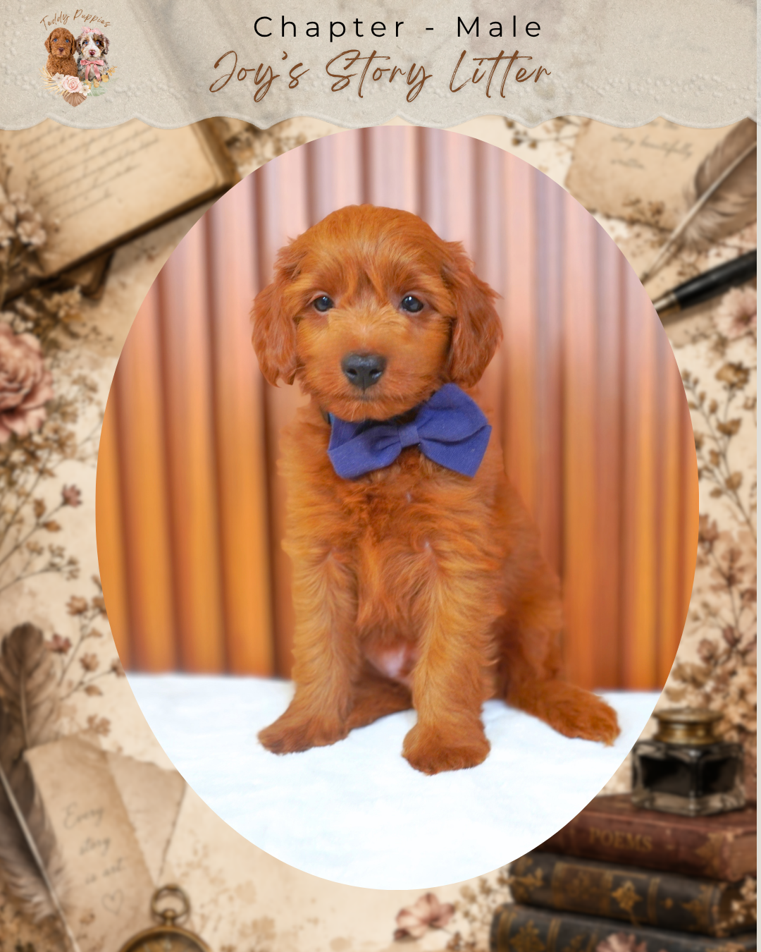 Petite goldendoodle Chapter - Male