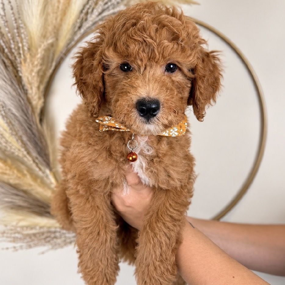 Mini goldendoodle Rhett - Male