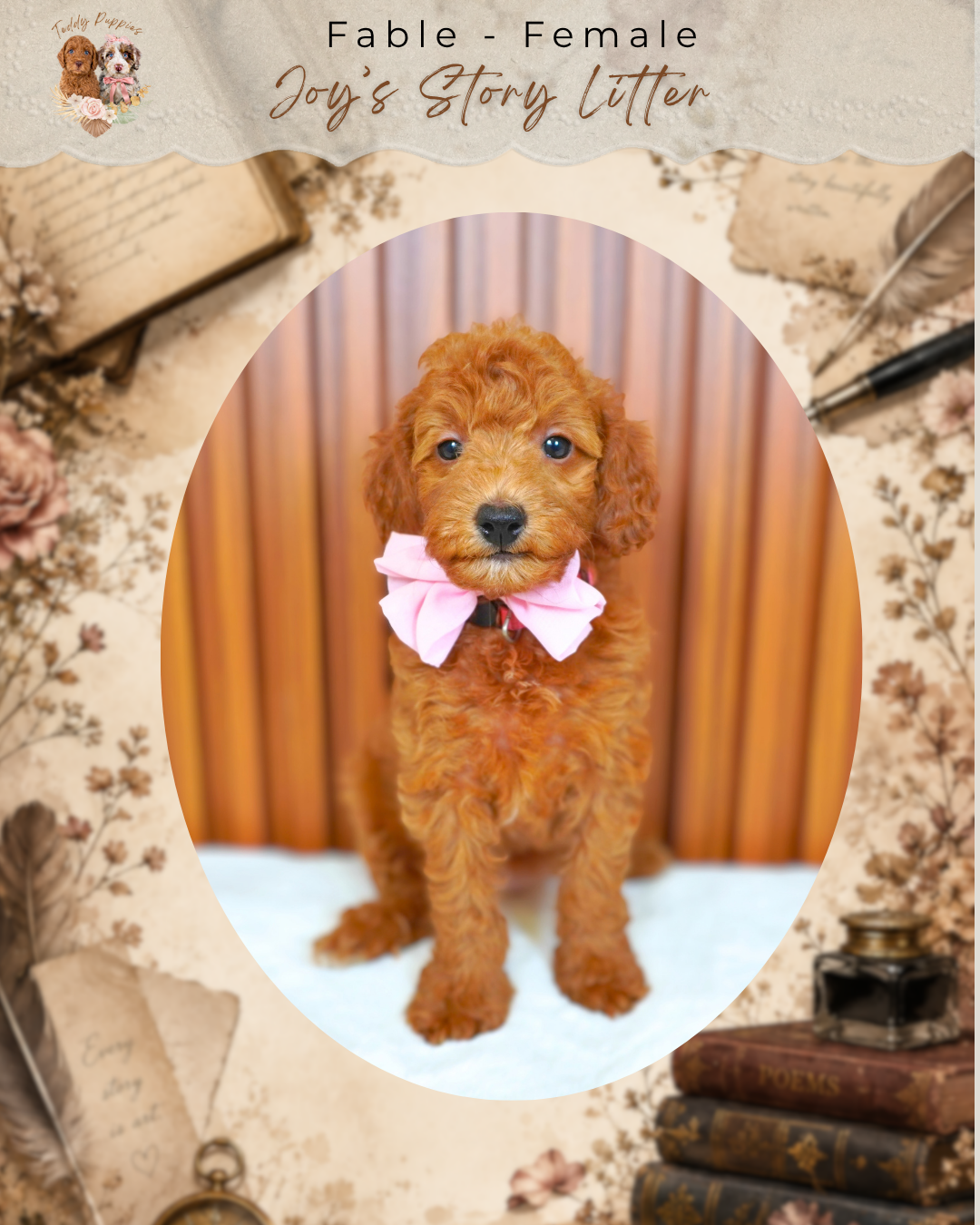 Petite Goldendoodle Fable - Female