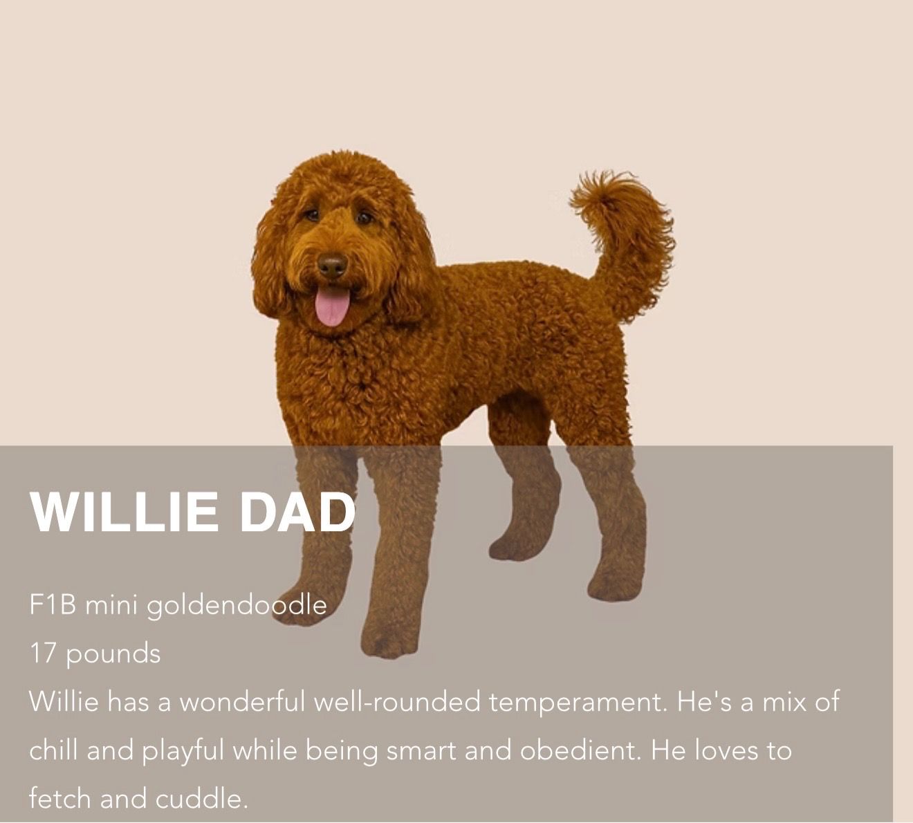 Petite Goldendoodle Fable - Female photo