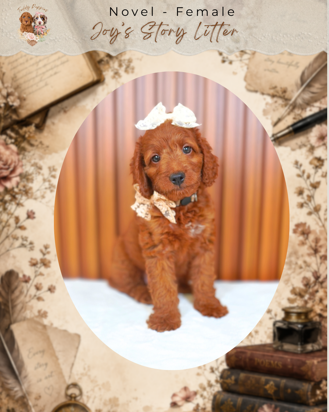 Petite goldendoodle Novel - Female