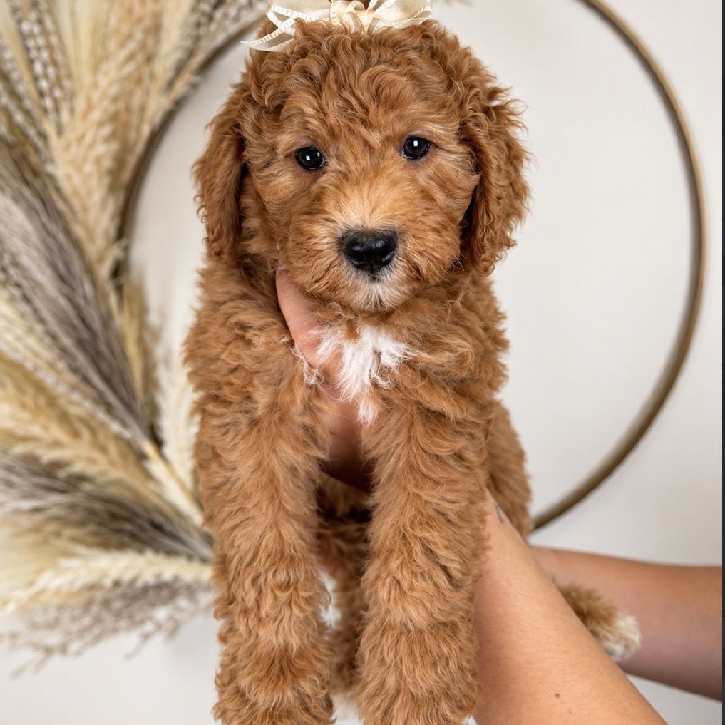 Mini goldendoodle magnolia - Female