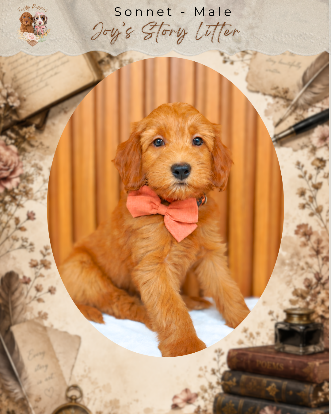 Petite Goldendoodle Sonnet - Male