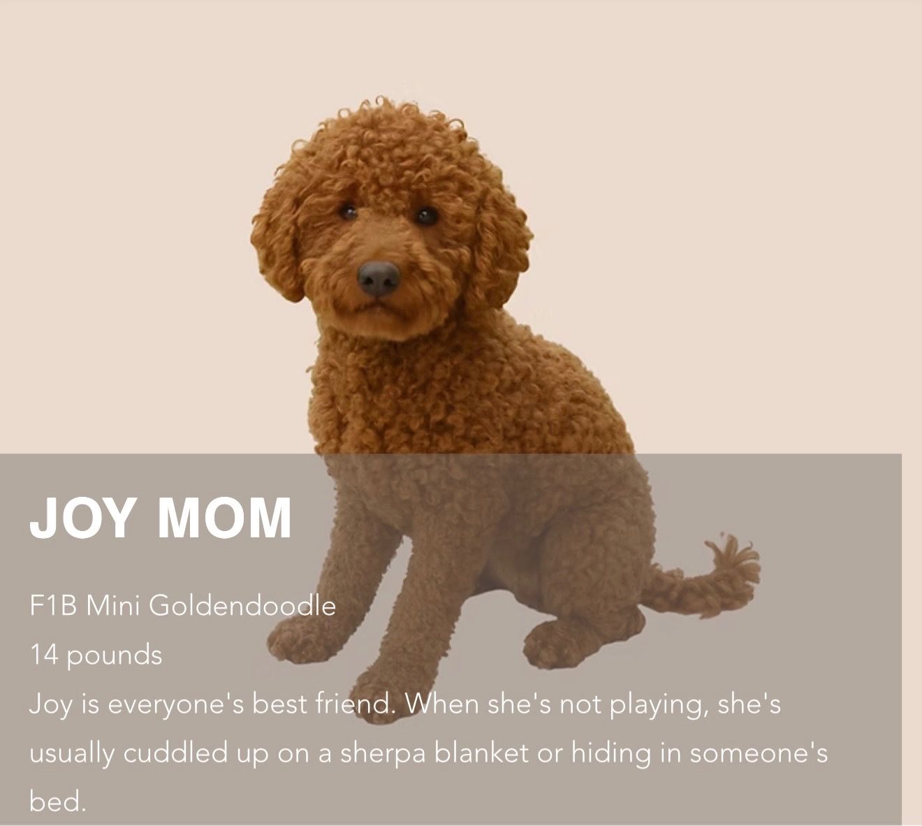 Petite Goldendoodle Sonnet - Male photo