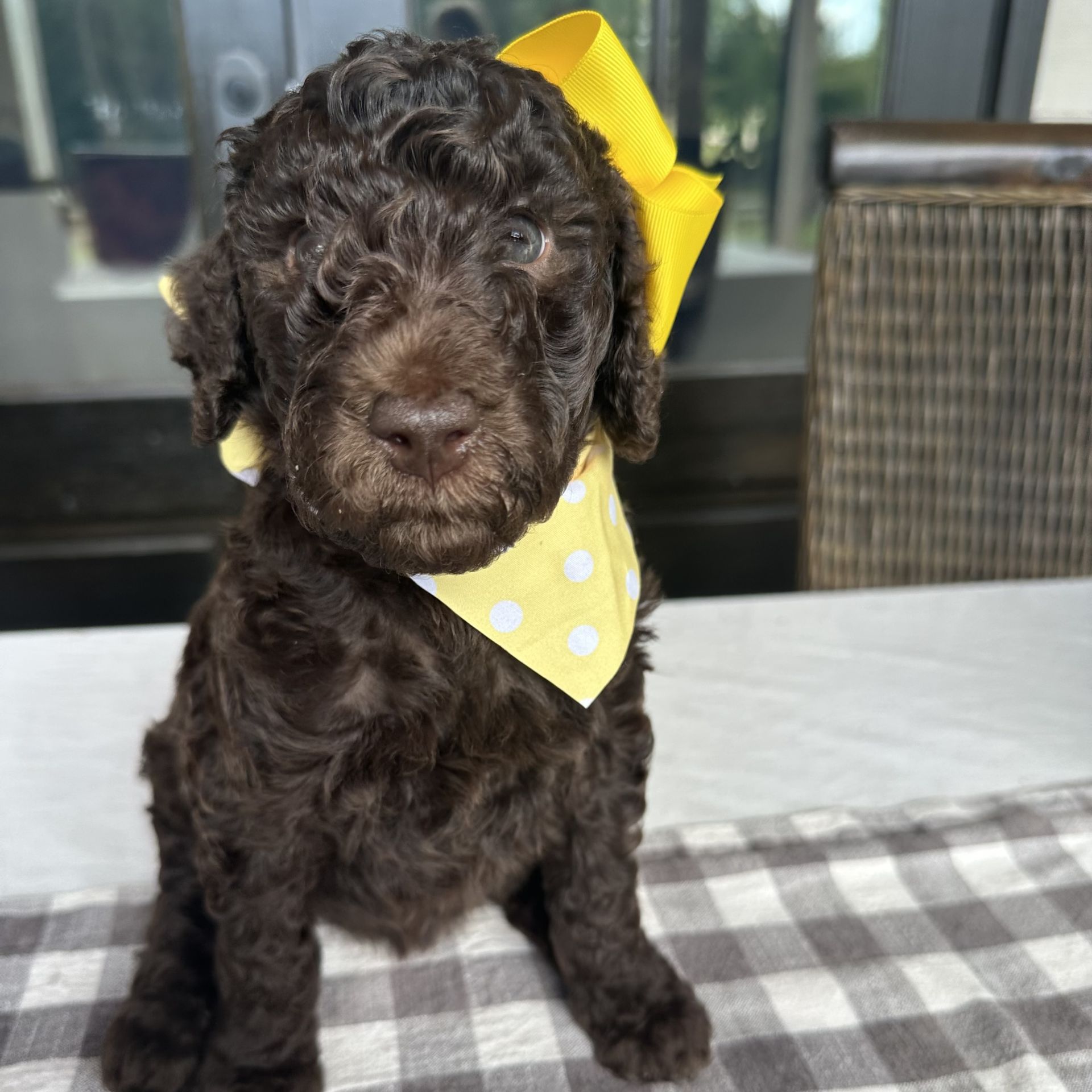Skylar’s FEMALE medium goldendoodle CORAL