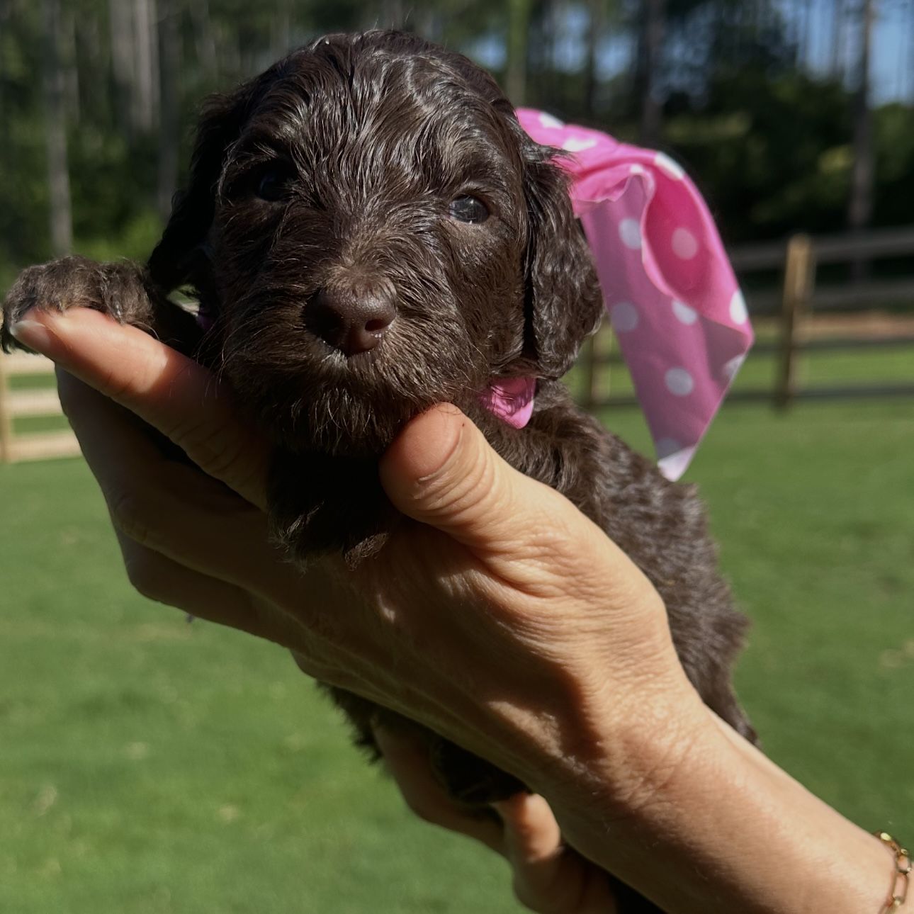 Skylar’s FEMALE medium goldendoodle CORAL