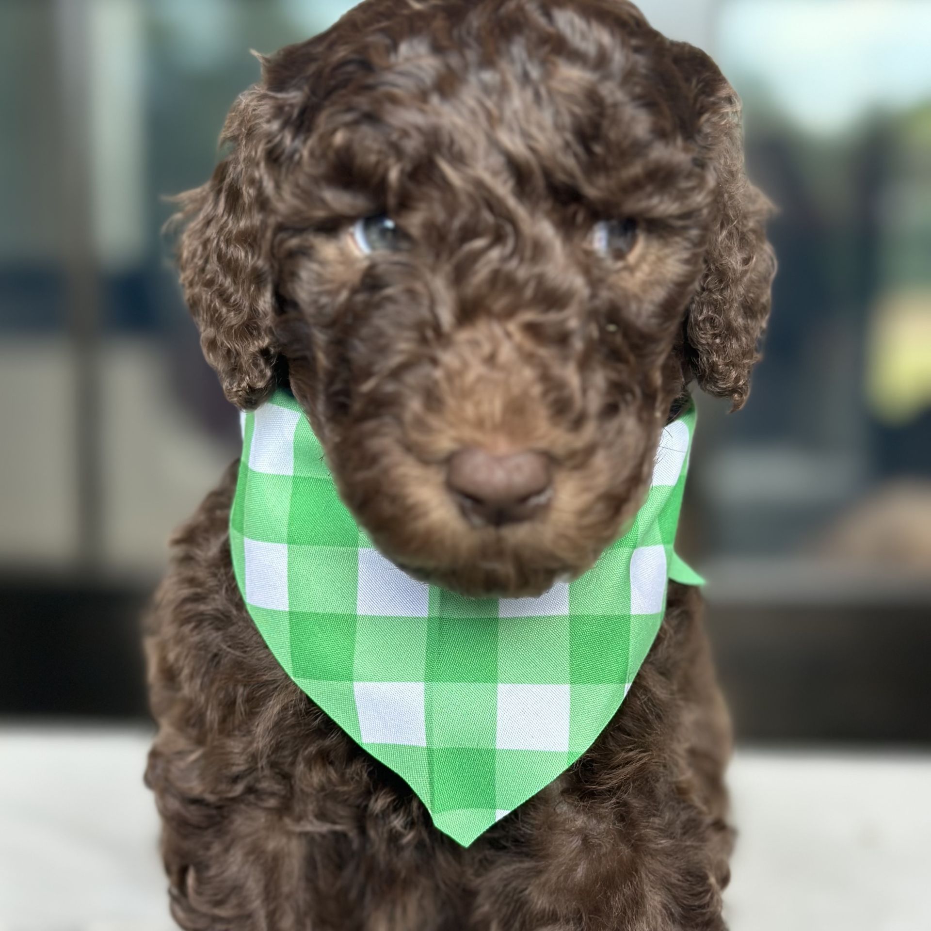 Skylar’s MALE medium goldendoodle COAST