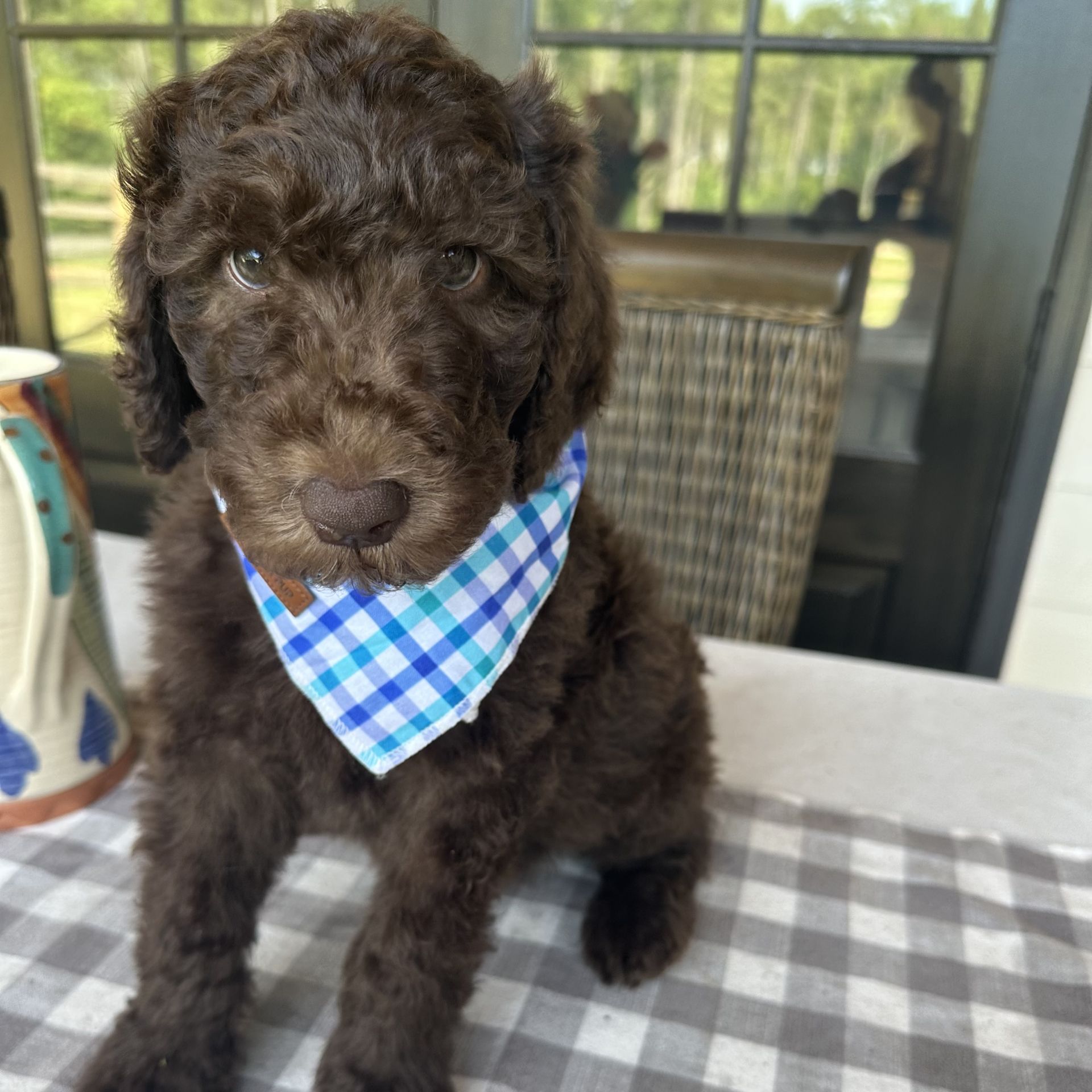 Skylar’s MALE medium goldendoodle COAST