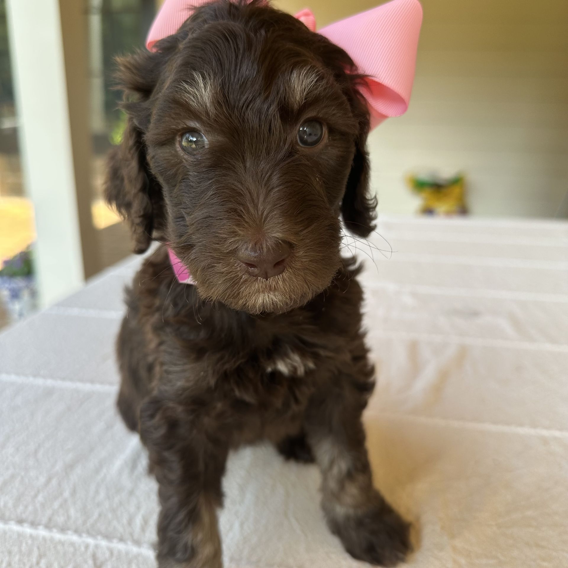Skylar’s FEMALE medium goldendoodle MARINA